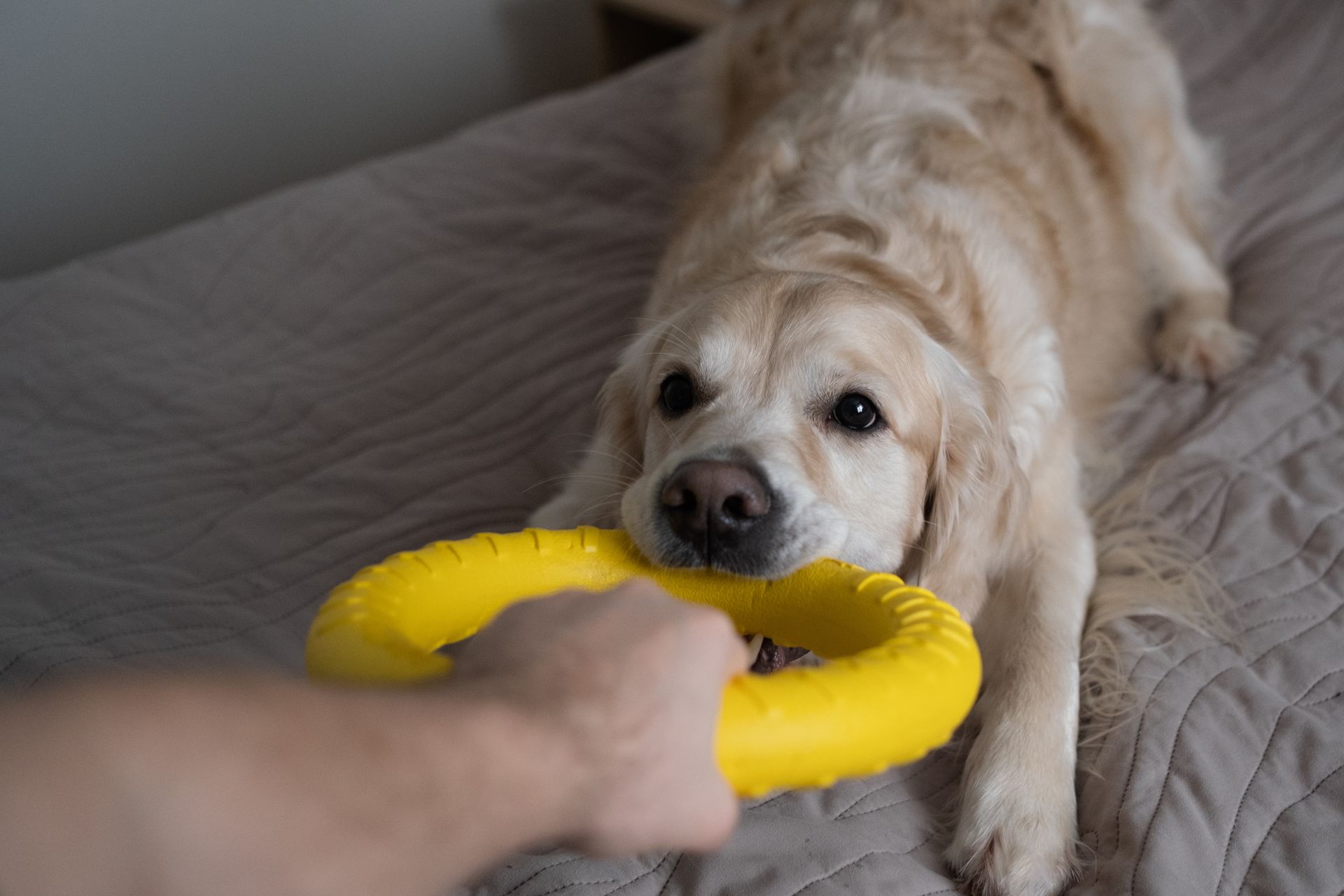Golden retriever playing tug-of-war with a yellow ring on a bed.
