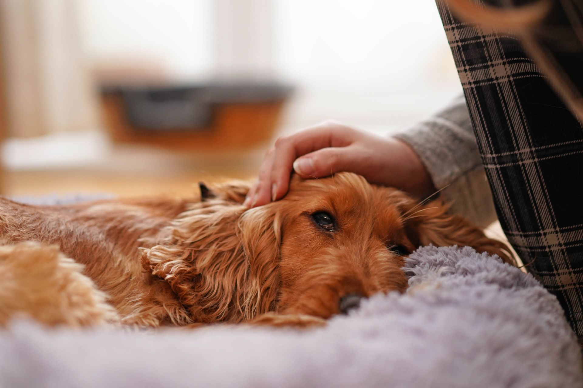 Woman smiles while working on a laptop, dog sits next to her. Indoors, by a couch.