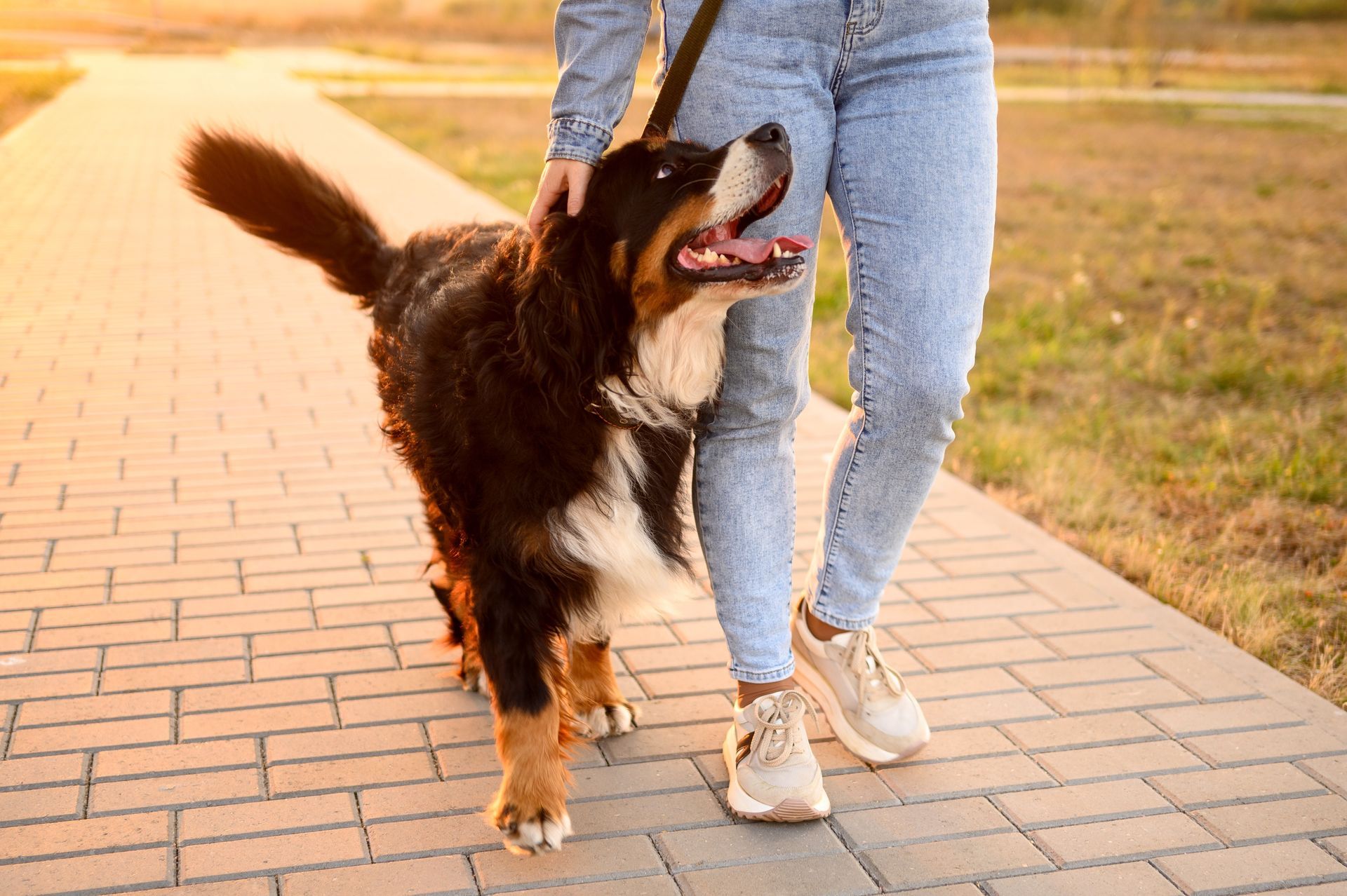 A person walking a Bernese Mountain Dog on a brick path, with a sunset in the background.