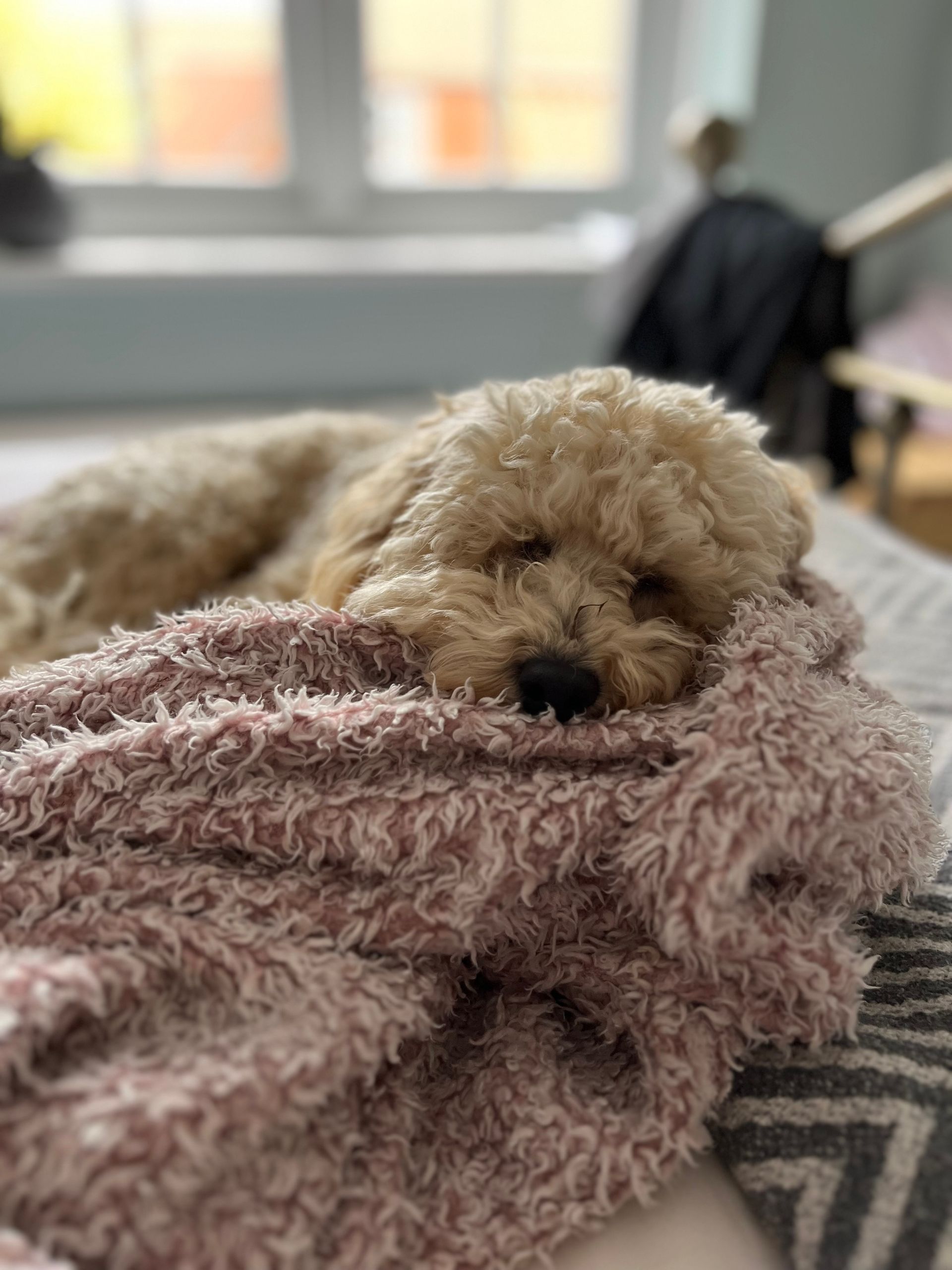 Dog sleeping on a fluffy pink blanket on a bed near a window.