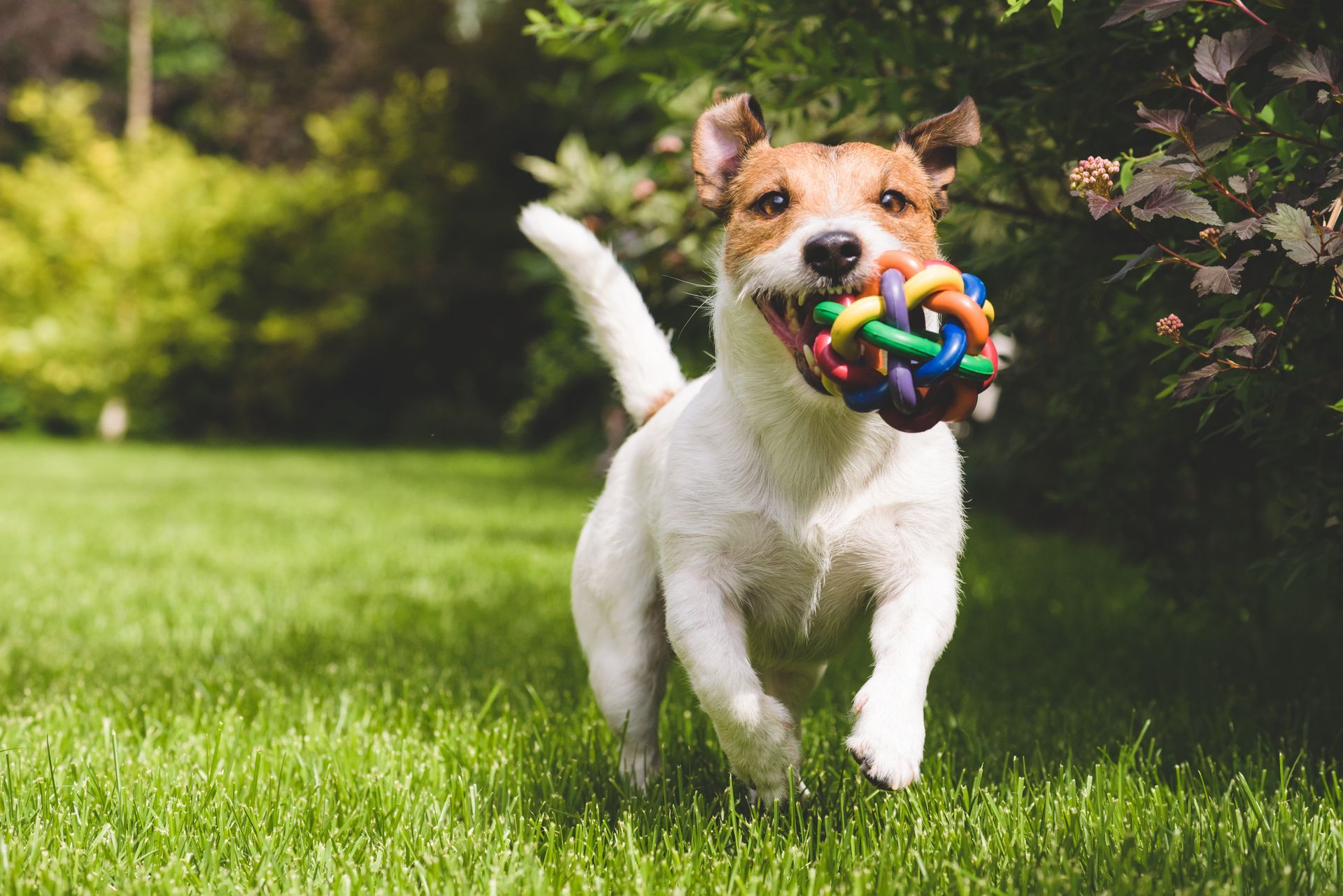 Dog running on grass, holding colorful ball.