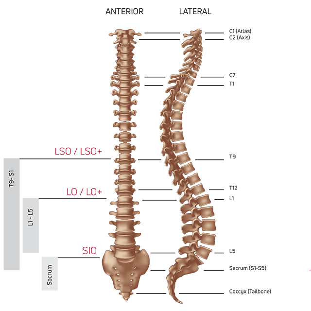 Labeled spinal anatomy diagram showing anterior and lateral views of the spine and pelvis.