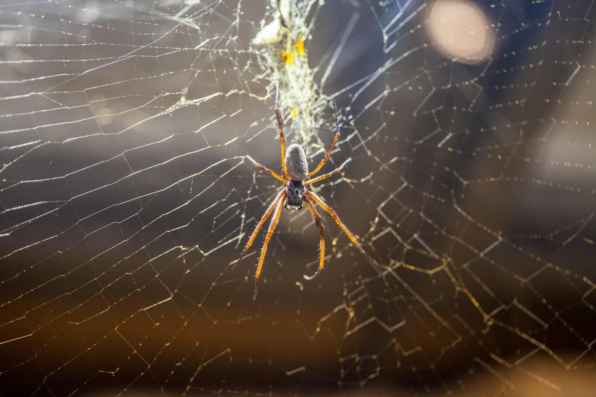 Spider in a web, brown and yellow, against a blurred background.