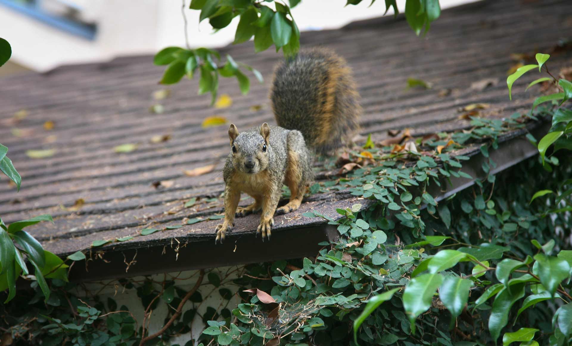 Squirrel on a roof, brown and gray fur, looking toward the camera, surrounded by green leaves.