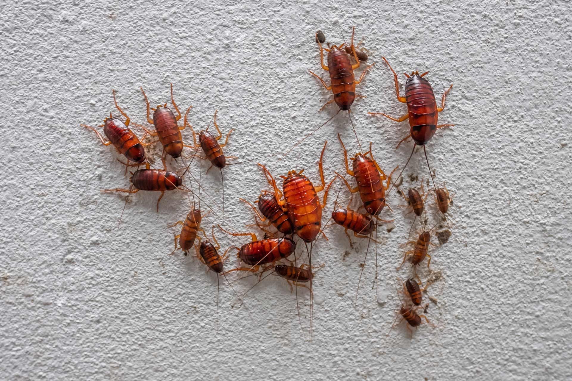 Cockroaches, clustered on a rough, light-colored wall.