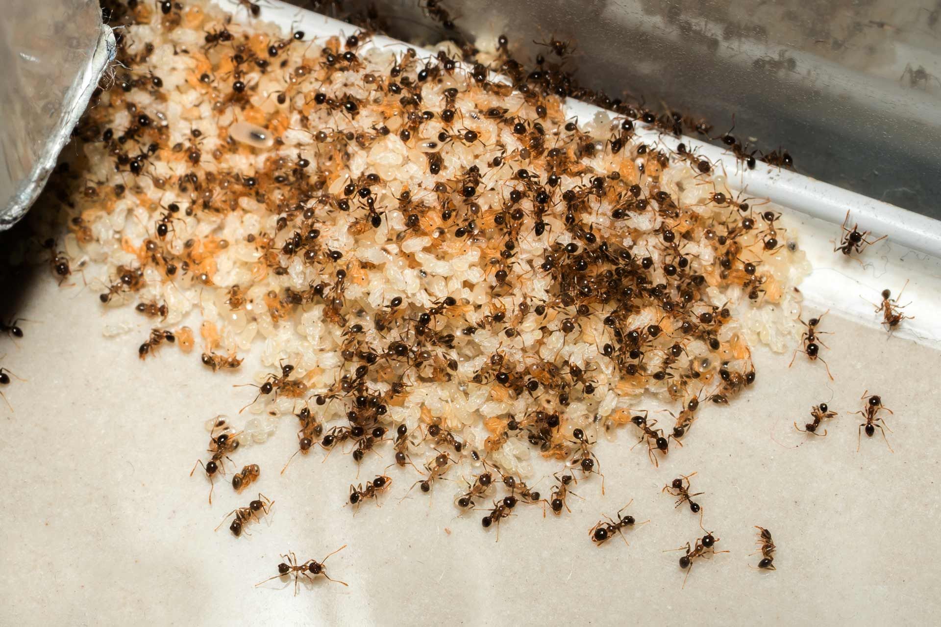 Ants swarming on a pile of food in a metal tray.