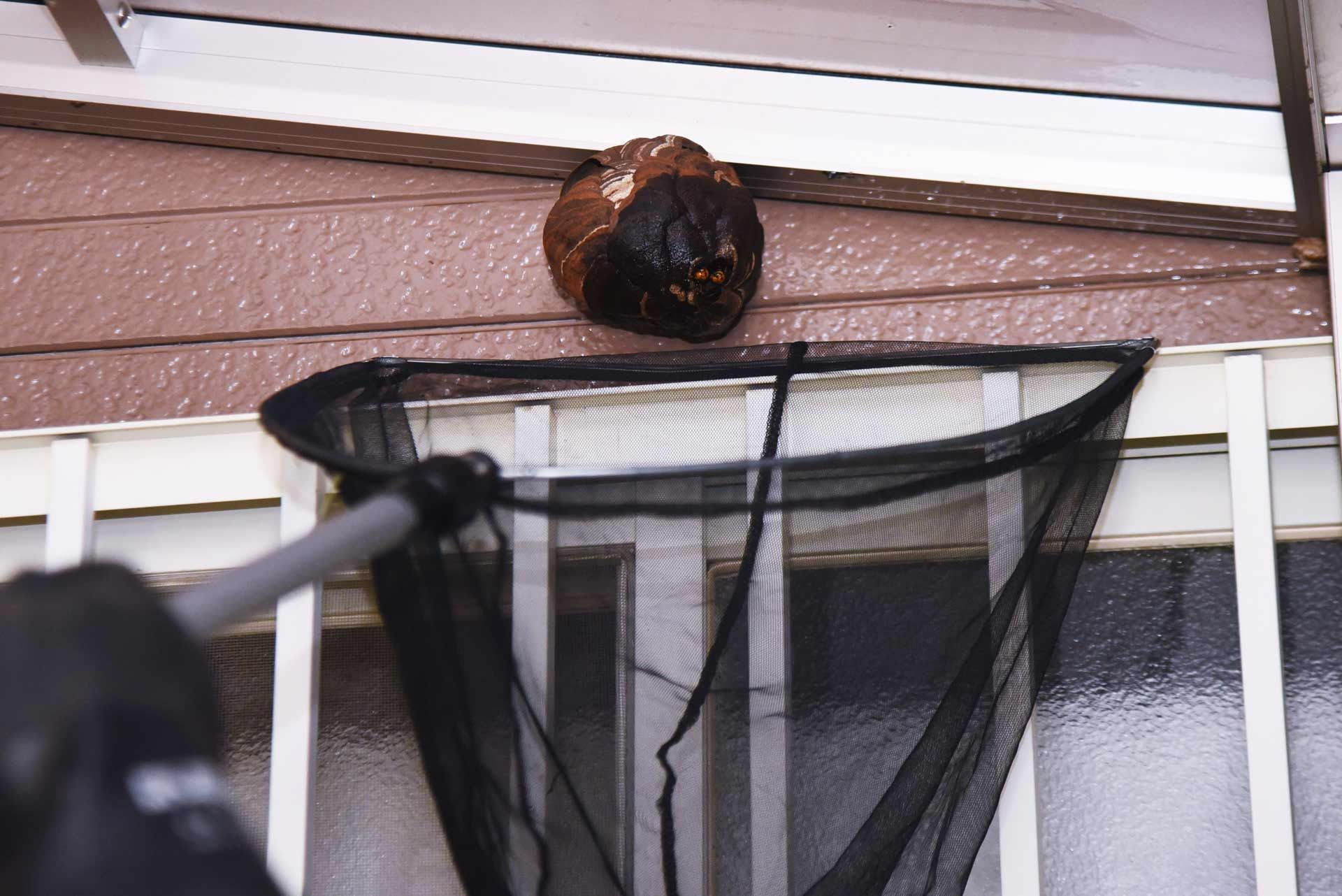 A person uses a net attached to a pole to try and capture a large wasp nest on a house.
