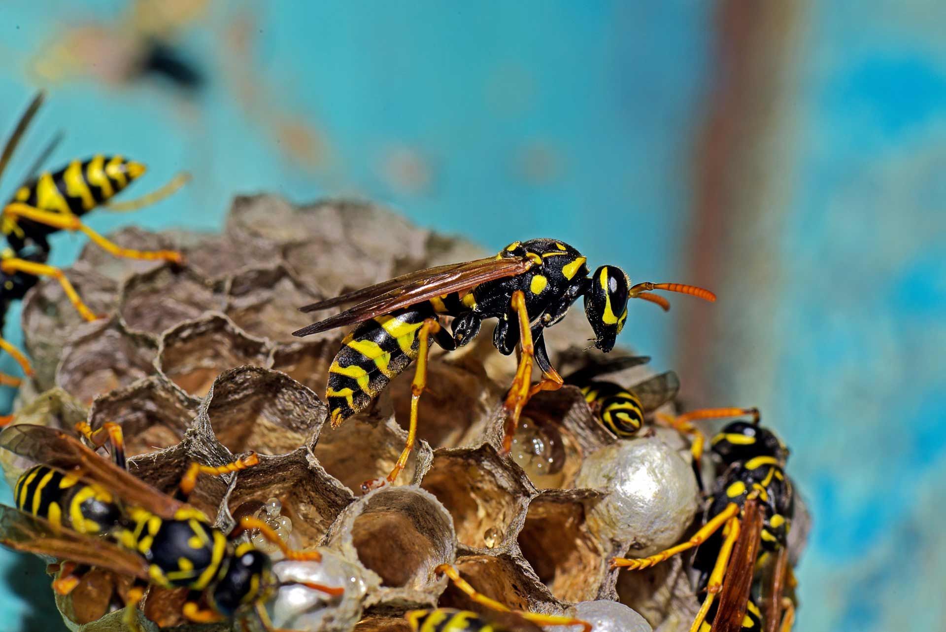 Yellow jackets on a paper nest, with yellow and black striped bodies and a blue background.