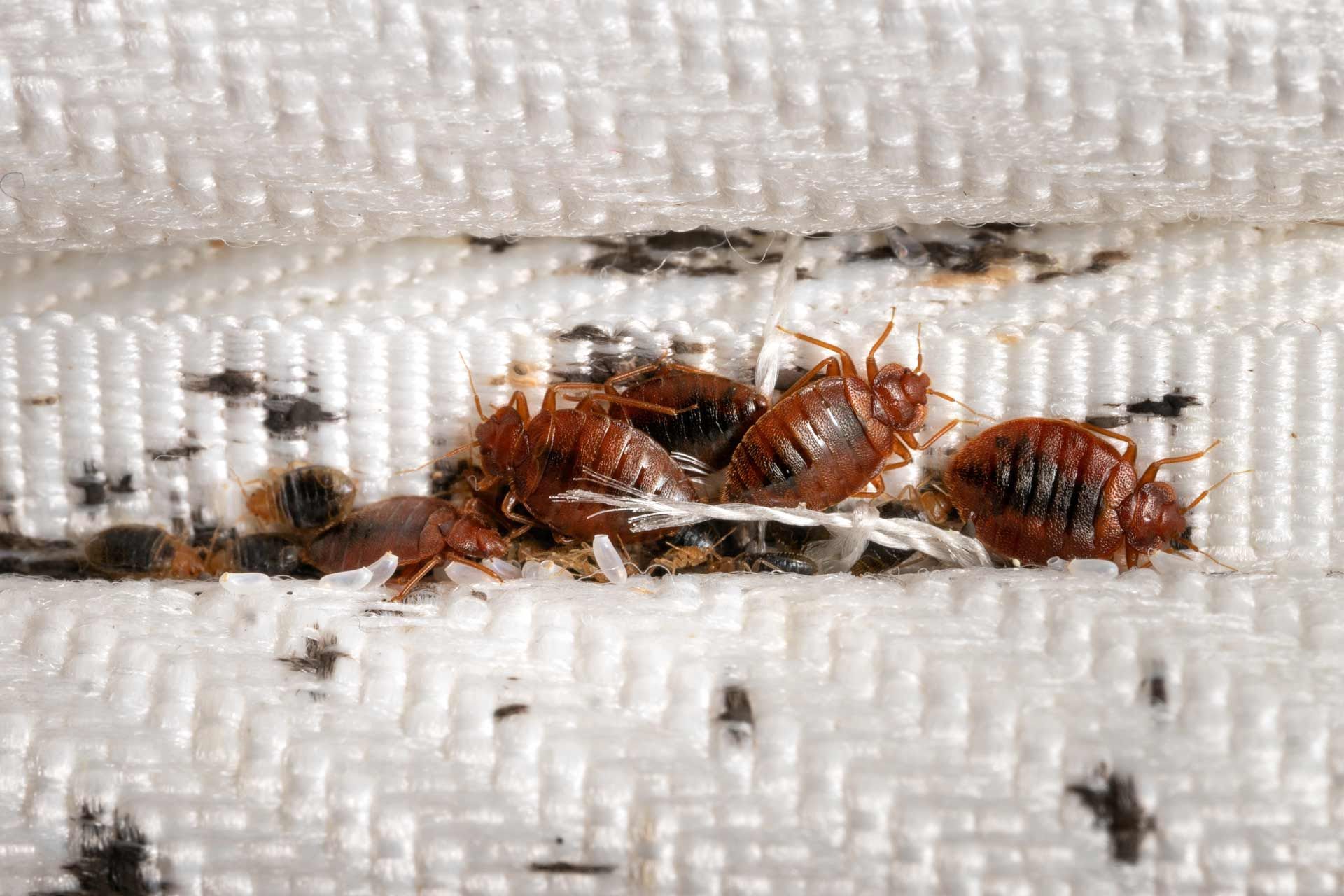 Bed bugs clustered on white fabric, surrounded by dark fecal stains.
