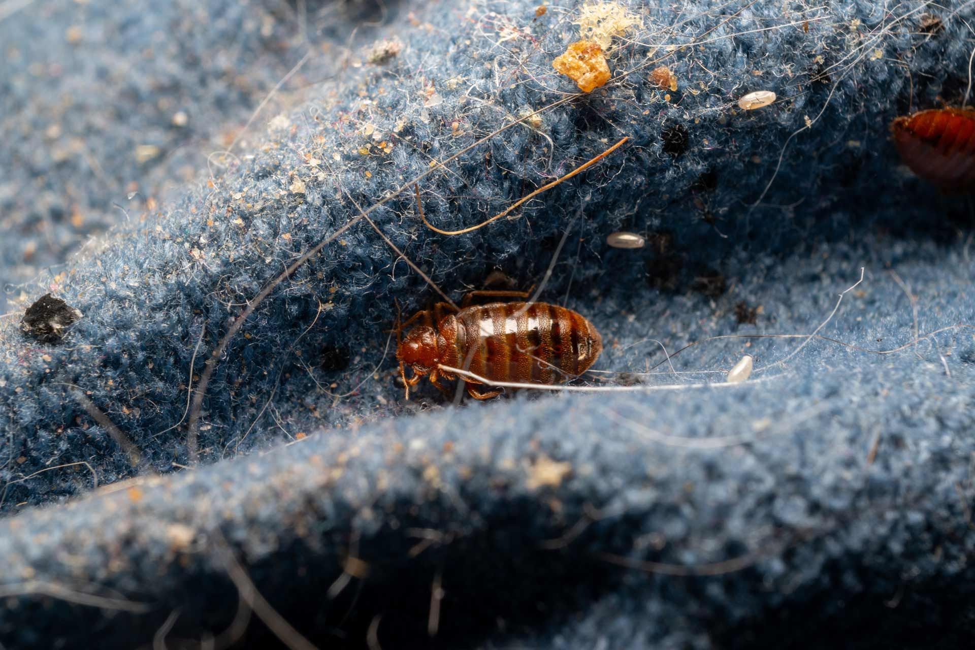 Bed bug on blue fabric with small white eggs and debris.