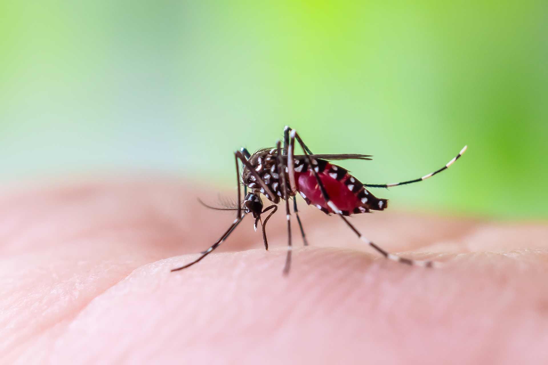 A mosquito with black and white markings on a human hand, its abdomen engorged with blood.