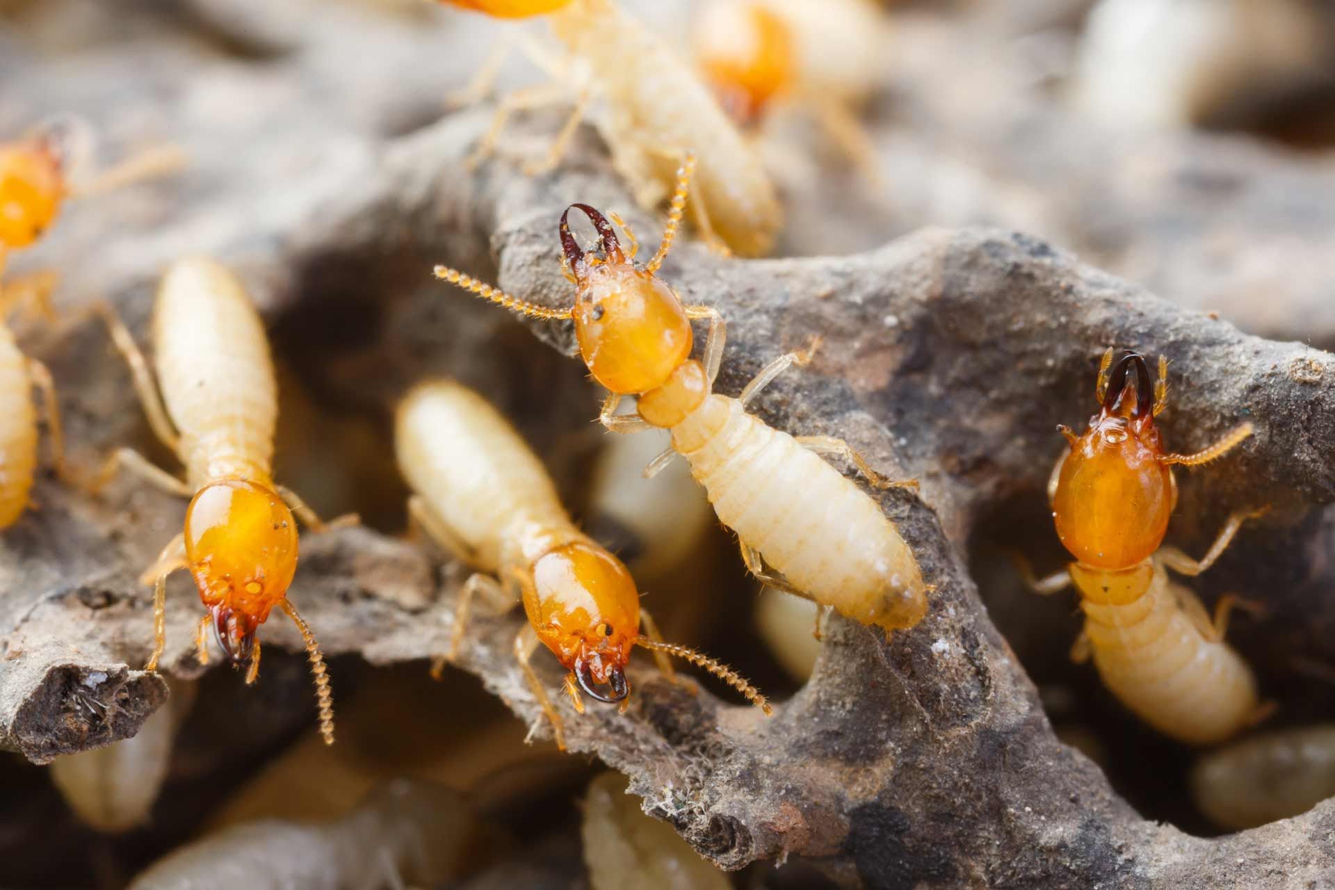 Termites crawling on wood, with orange heads and pale bodies.