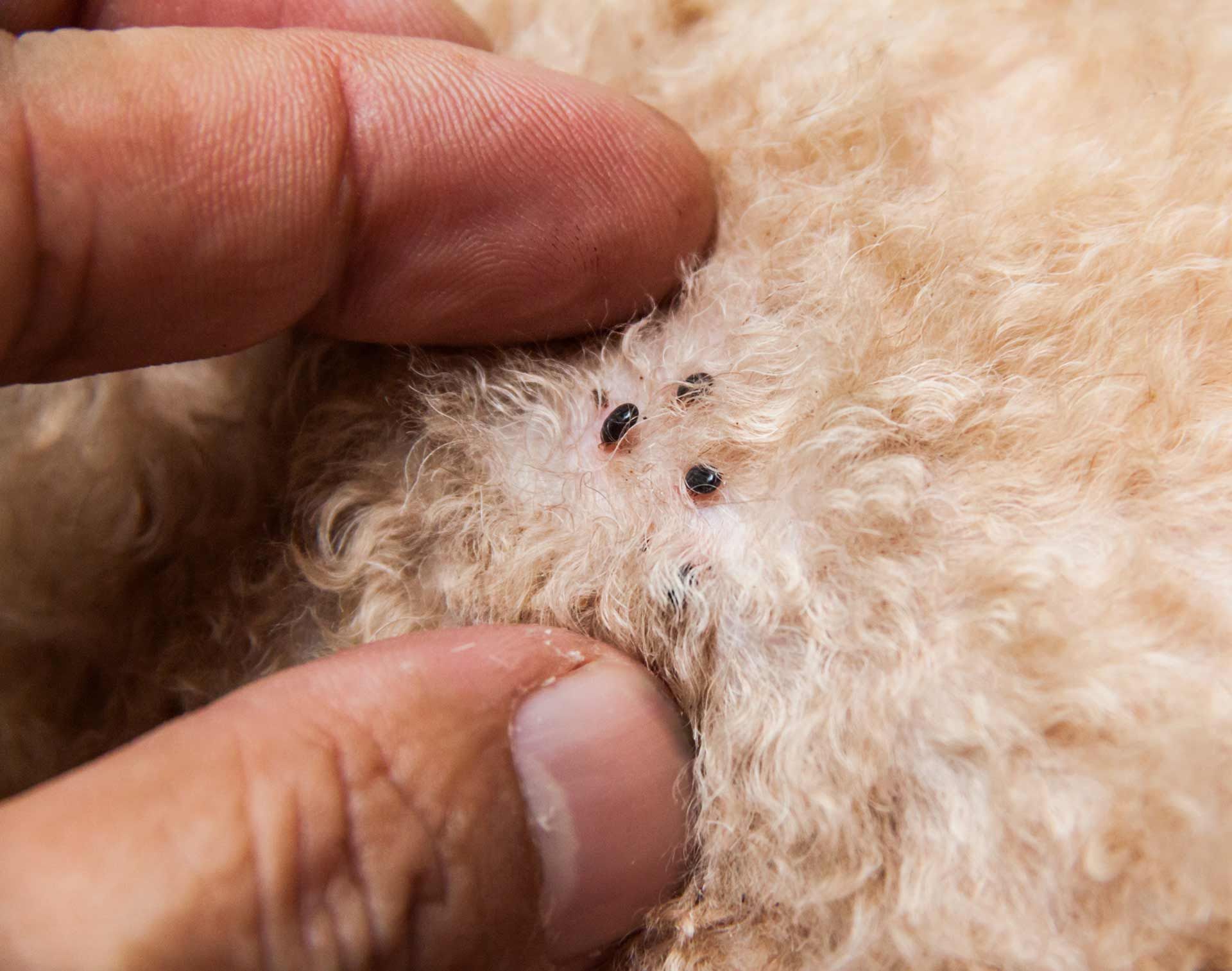 Person's fingers pointing at a patch of light brown fur with several dark, small insects.