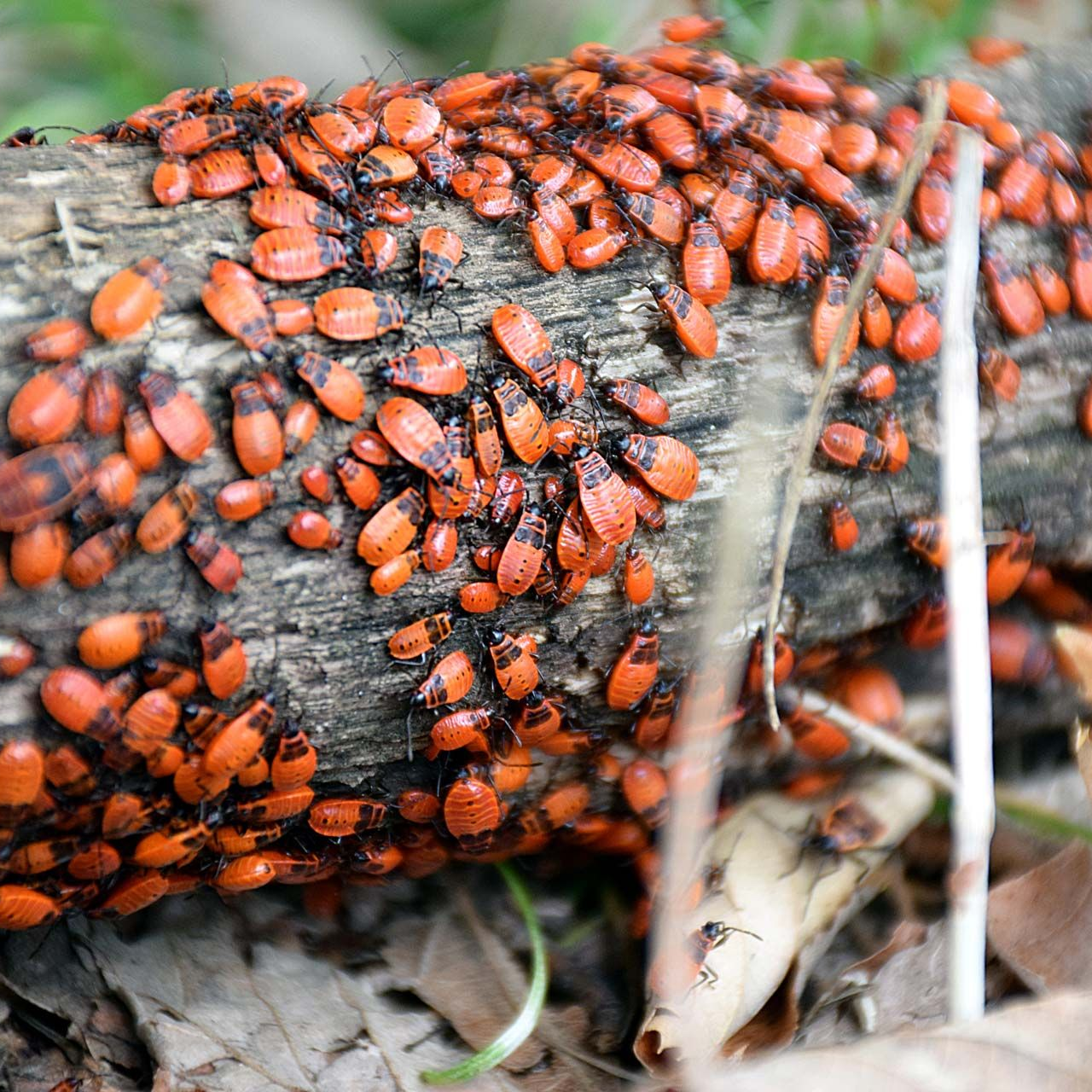 A large cluster of small, reddish-orange boxelder bugs congregating on a weathered wooden log in a wooded area.