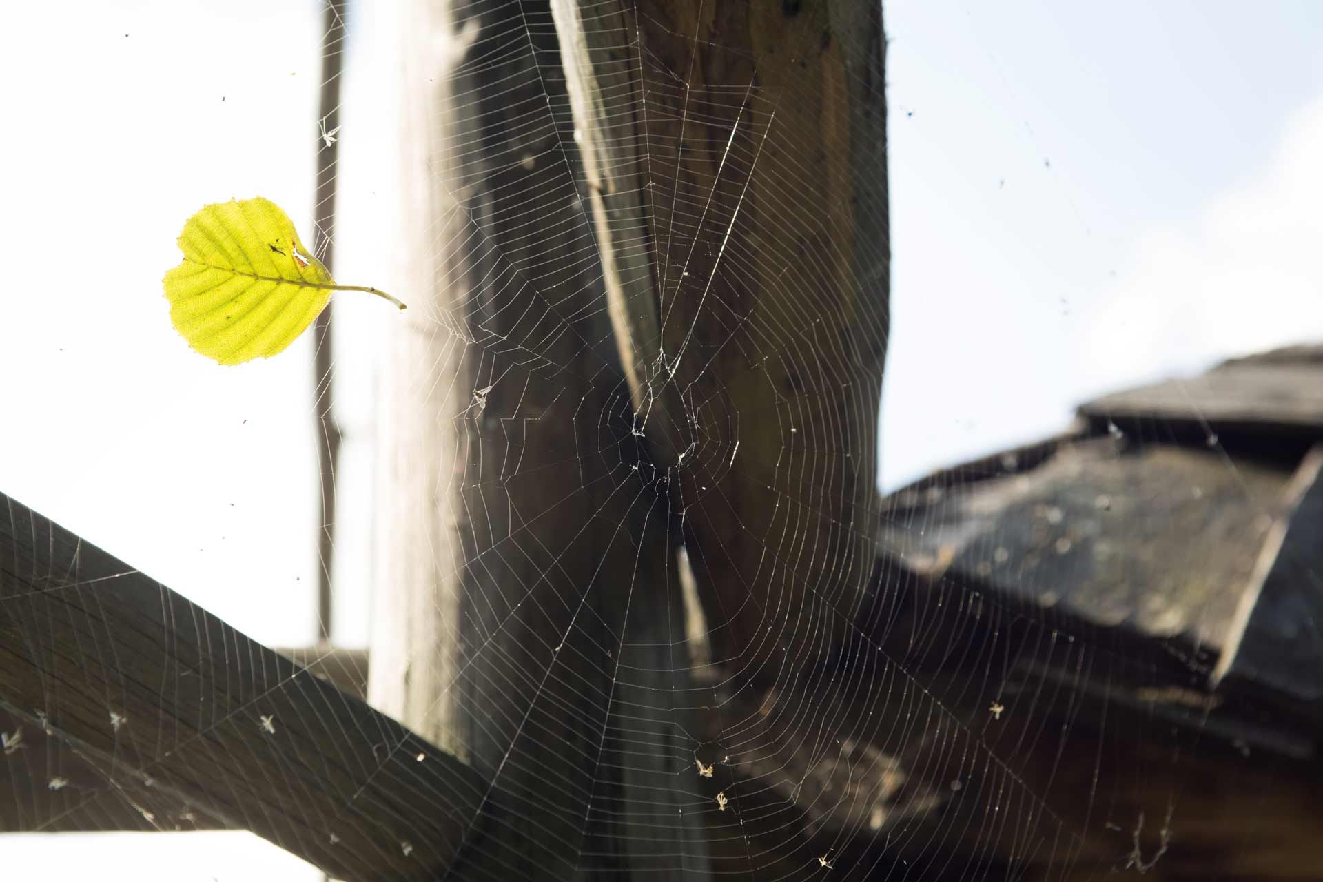 Yellow leaf caught in a spiderweb strung between wooden posts and a roof against a blue sky.