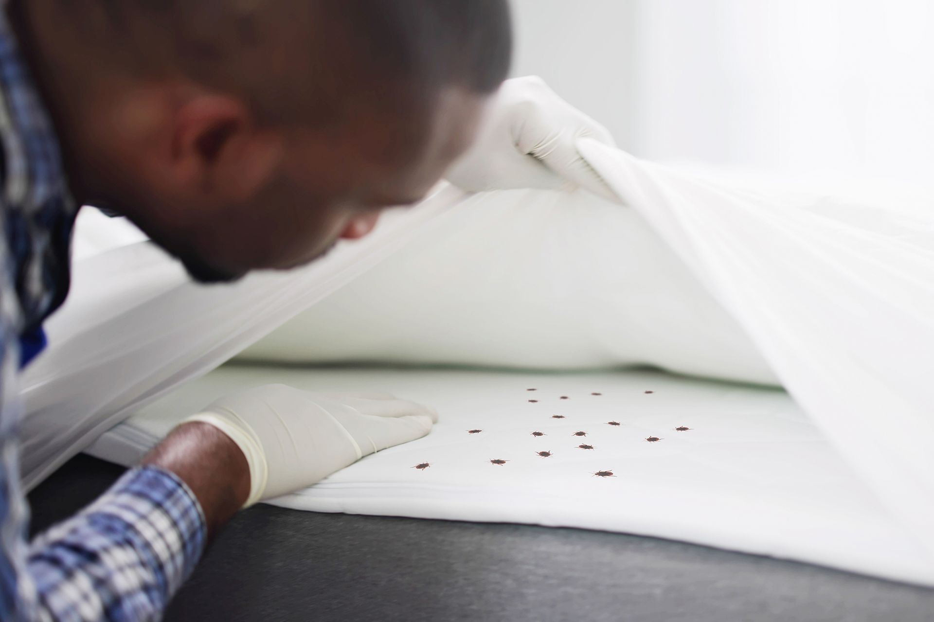 Pest control technician inspecting sofa with a flashlight.