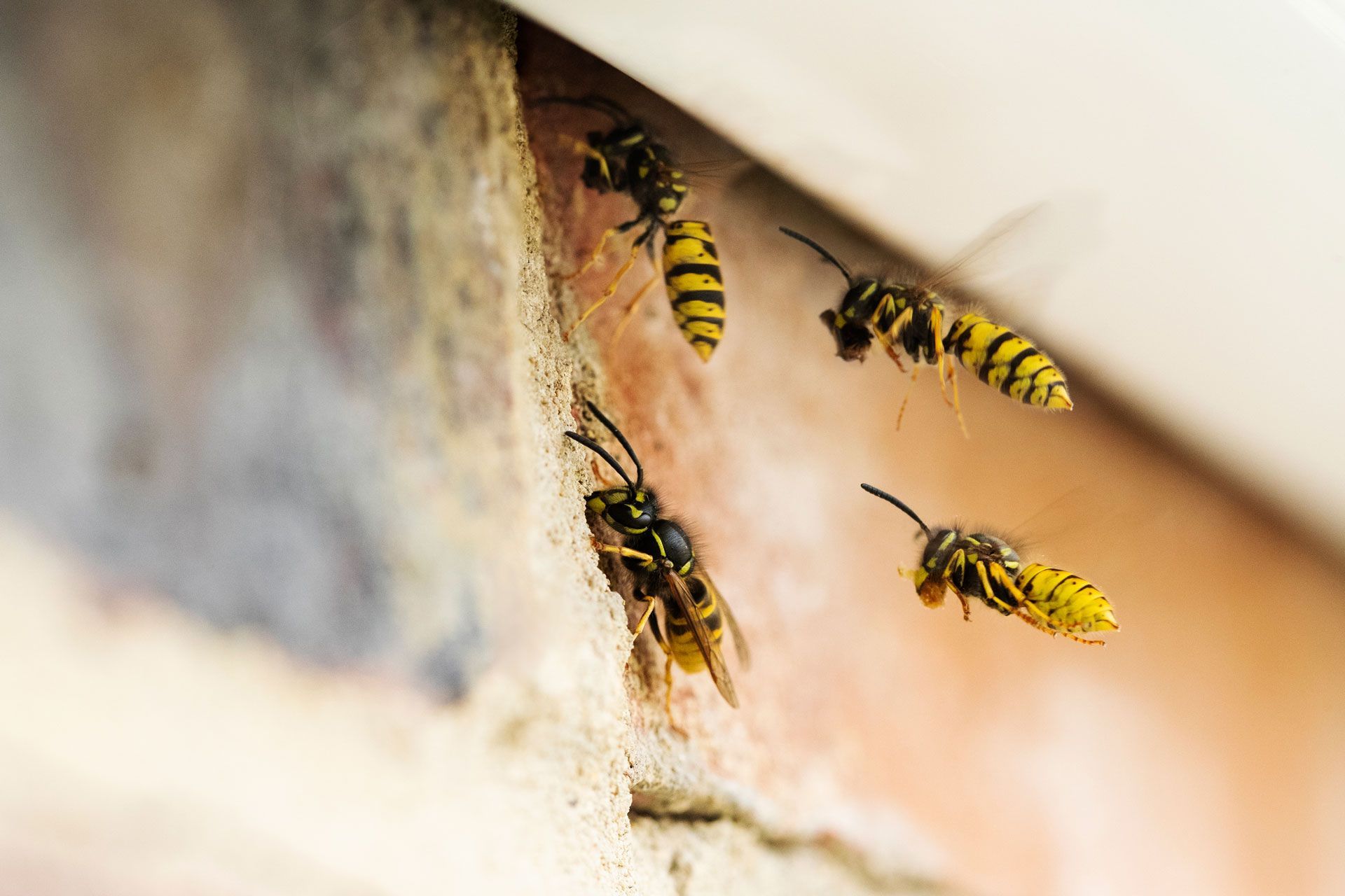 Several yellow and black wasps flying and crawling around a crevice in a brick wall.