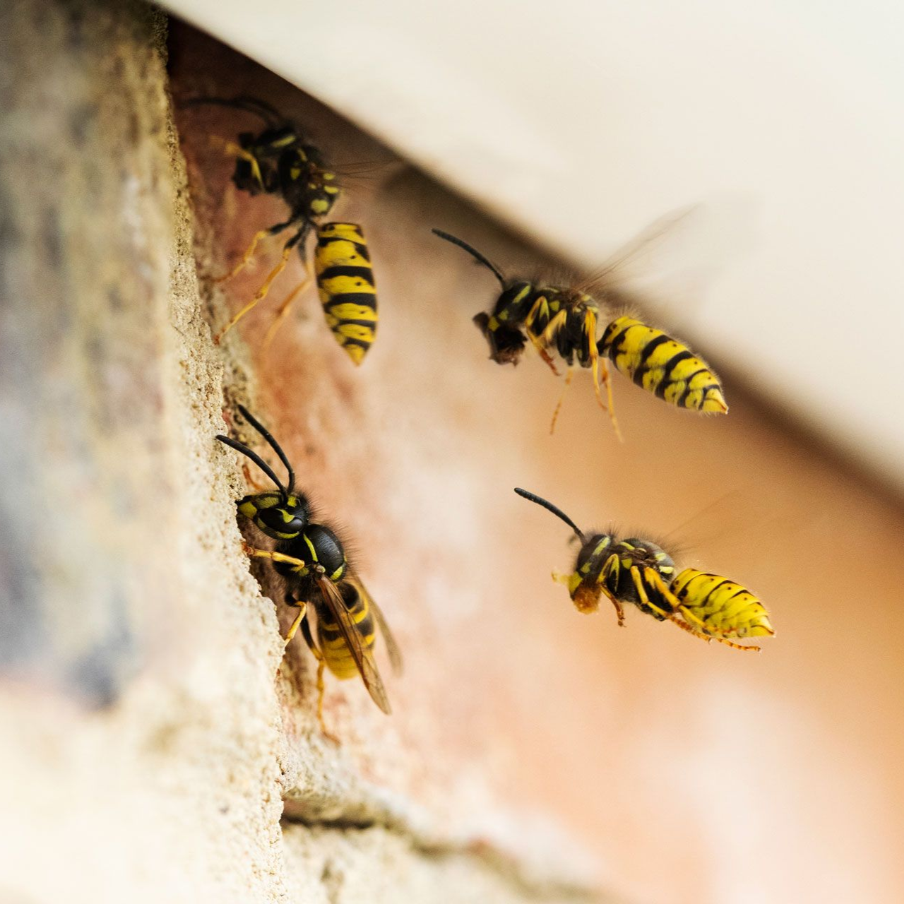 Yellow and black wasps hovering and landing on a textured brick surface near a corner.