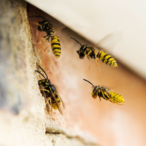 Yellow and black wasps hovering and landing on a textured brick surface near a corner.
