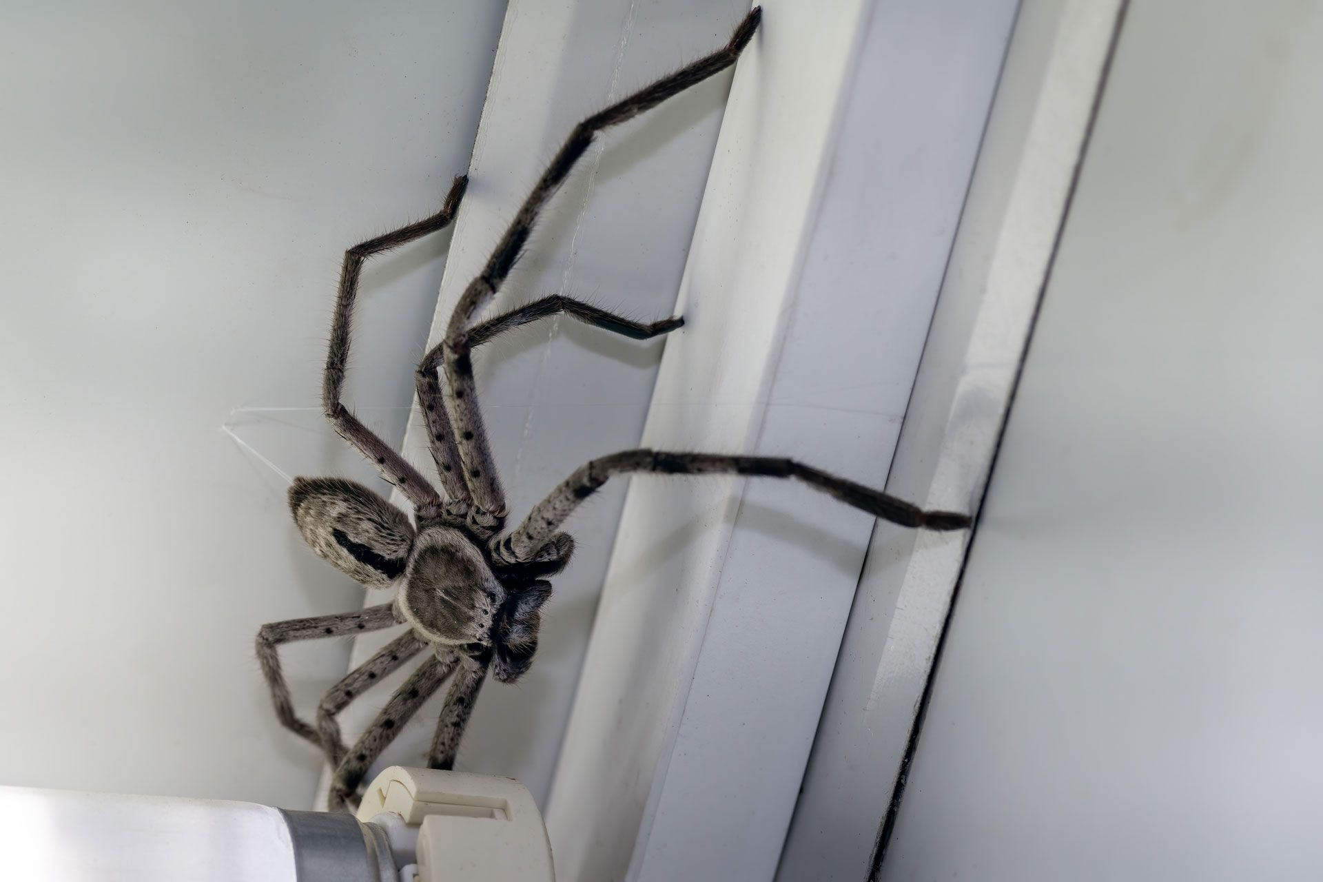 A large, mottled brown huntsman spider clinging to the corner of a white door frame indoors.