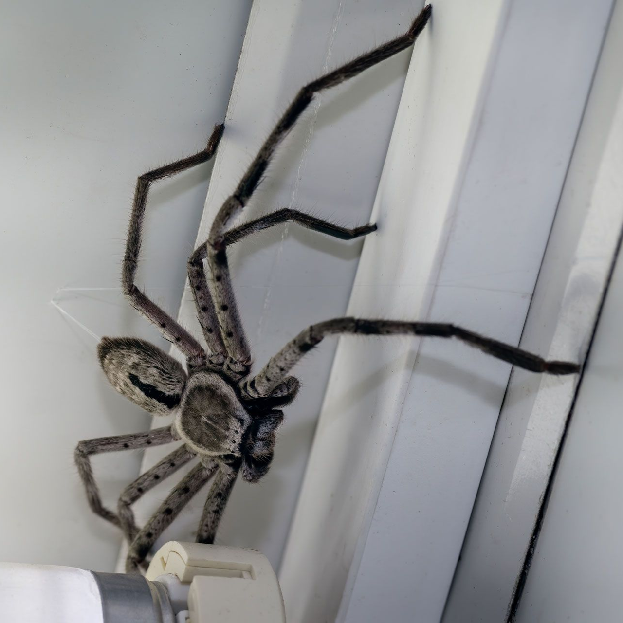 A large, mottled grey huntsman spider resting on a white door frame indoors.