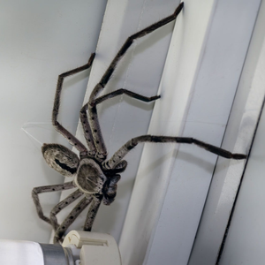 A large, mottled grey huntsman spider resting on a white door frame indoors.