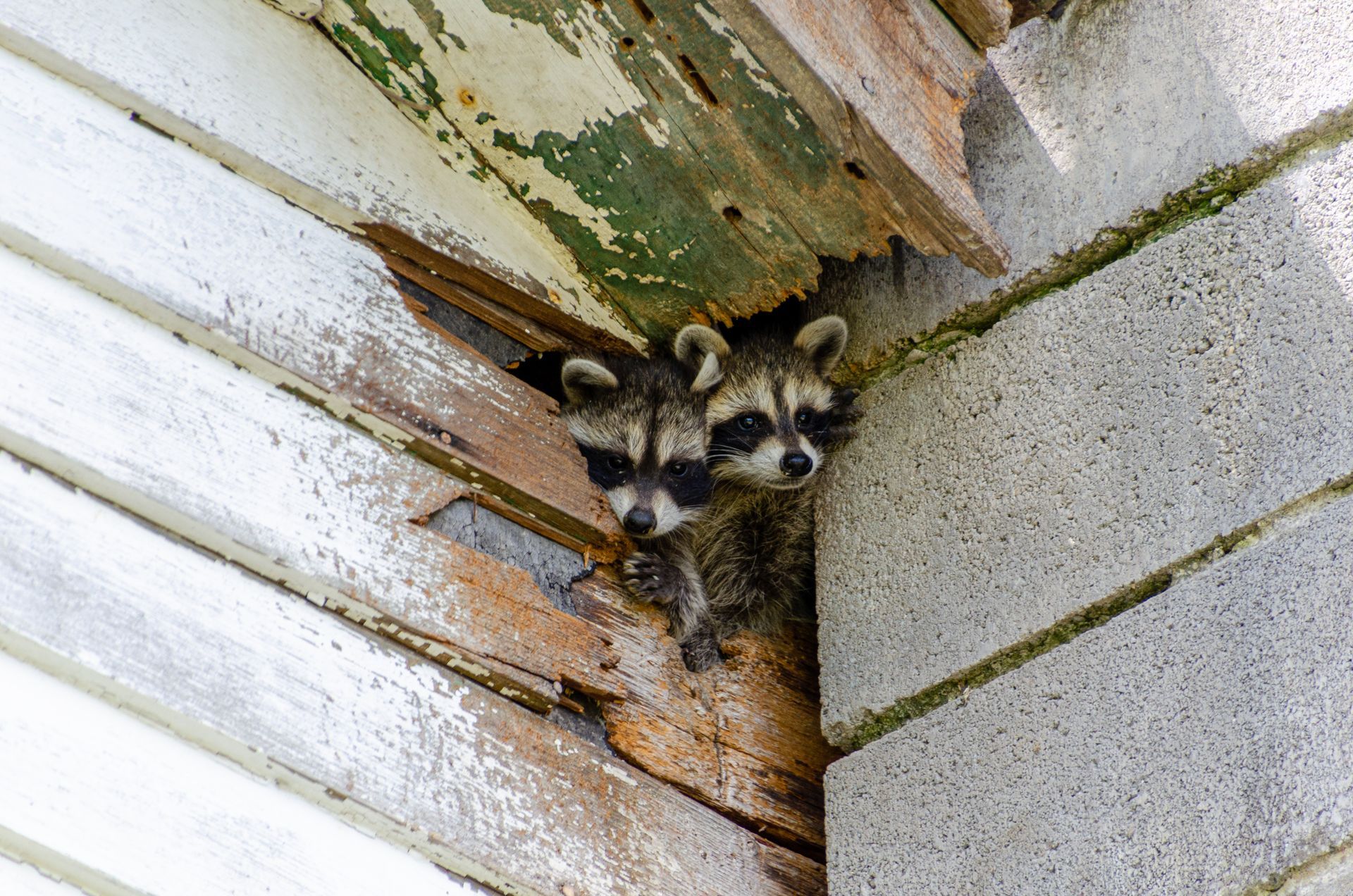 Two raccoons peering out from a hole in the wooden siding of a building near a concrete corner.