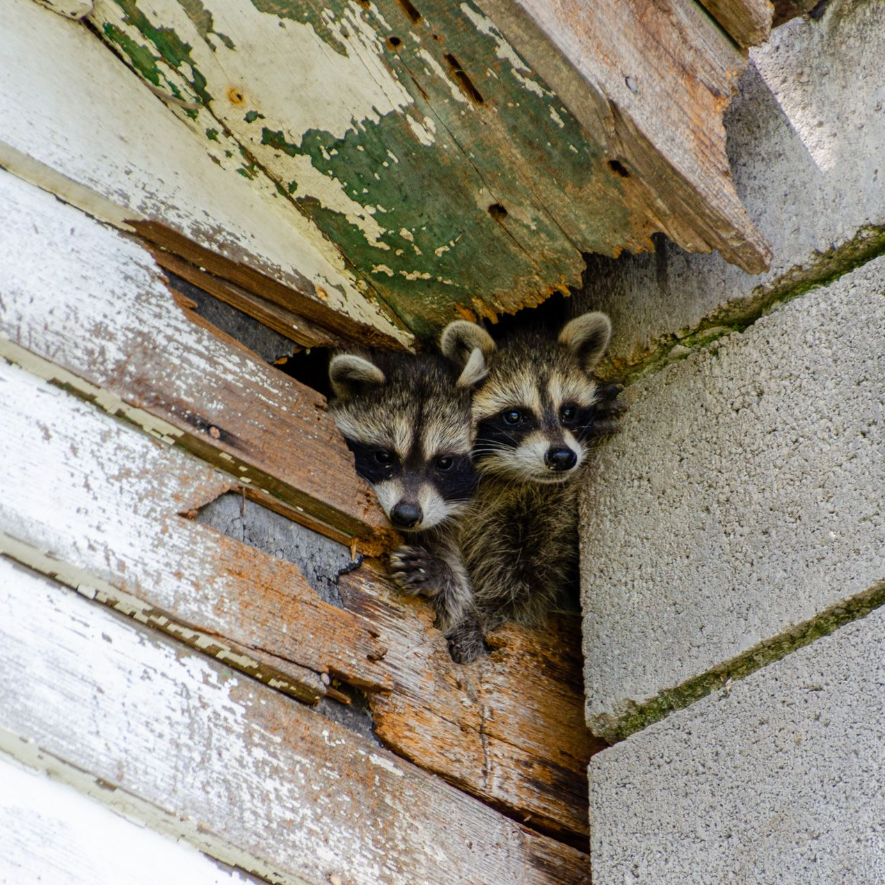 Two raccoons peering out from a hole in the wooden siding of a house.