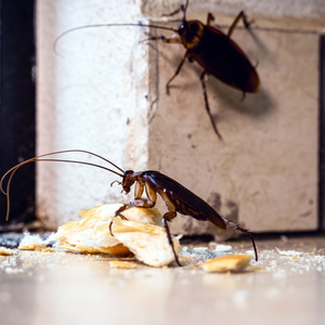 Two cockroaches on a tiled surface, one eating crumbs and the other crawling on the wall nearby.