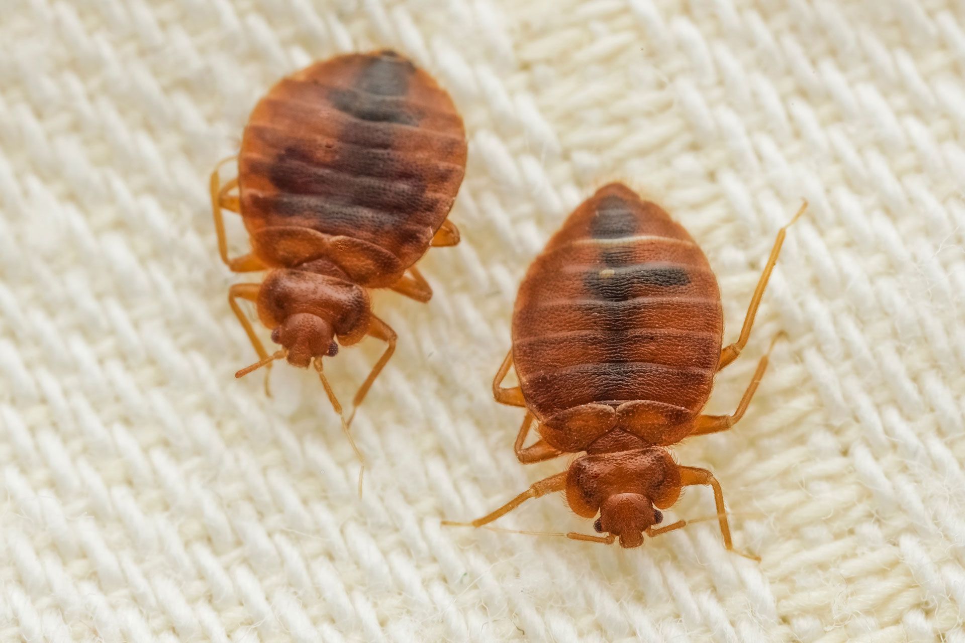 Two brown, flat-bodied bed bugs on a textured white fabric surface.