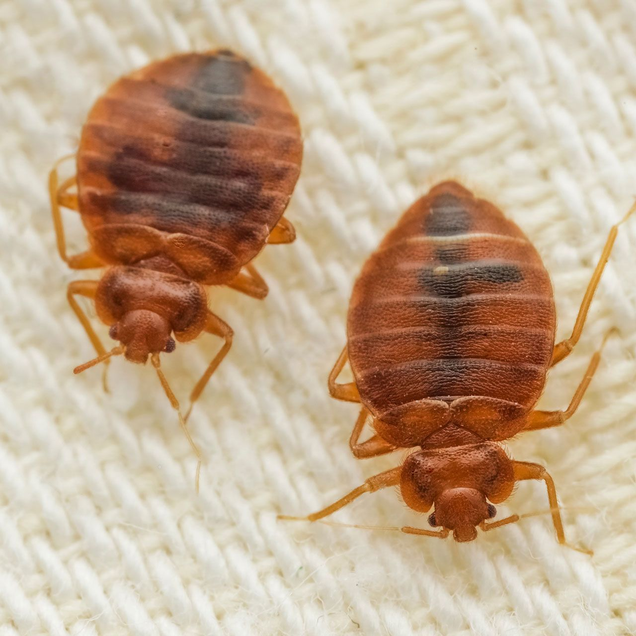 Two brown, oval-shaped bed bugs shown from a top-down perspective against a white fabric background.