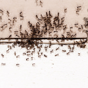 A large swarm of ants crawling along the base of a wall and across a white floor.