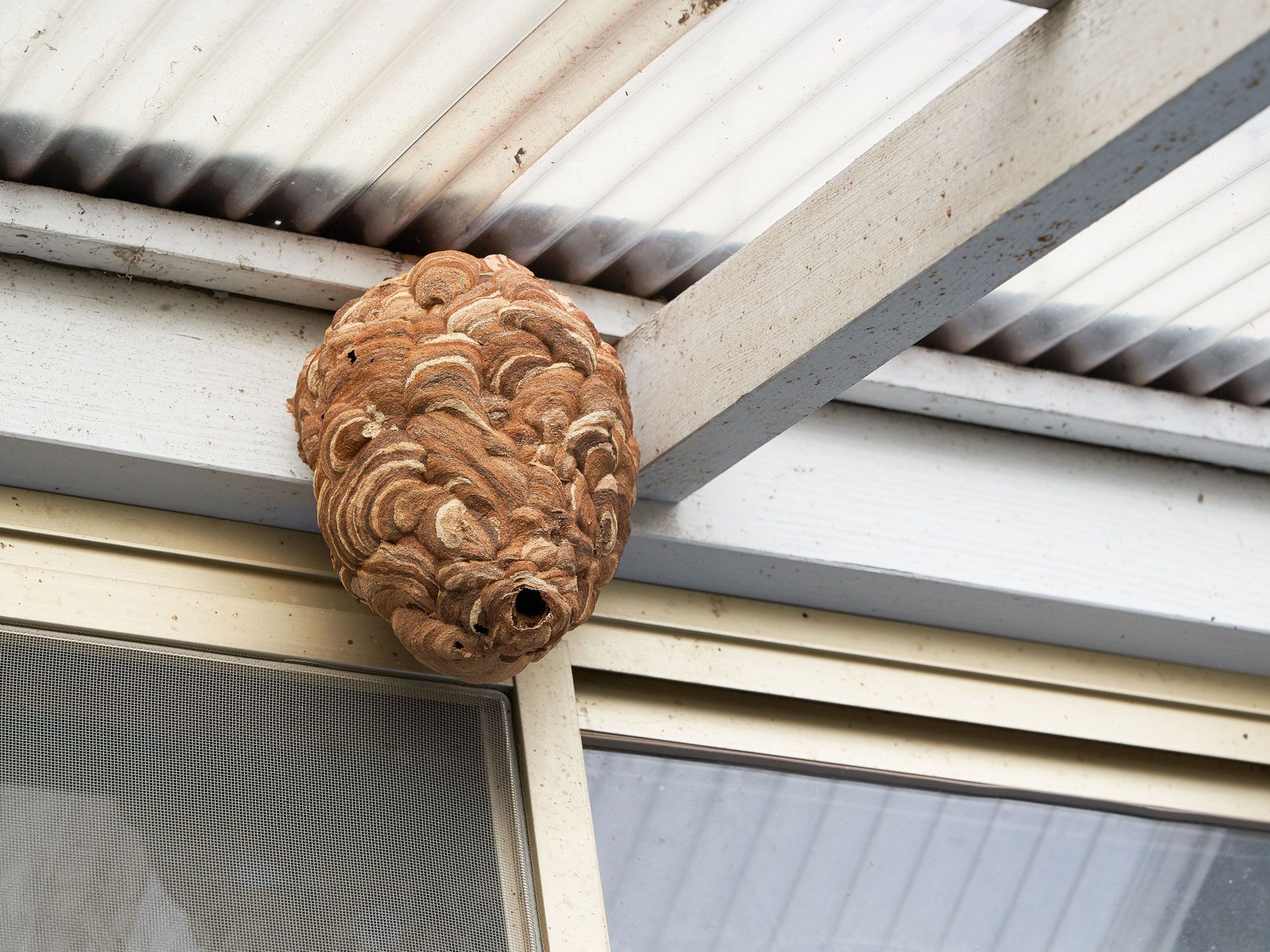 A tan, layered paper-wasp nest attached to the corner of a white support beam under a translucent patio roof.