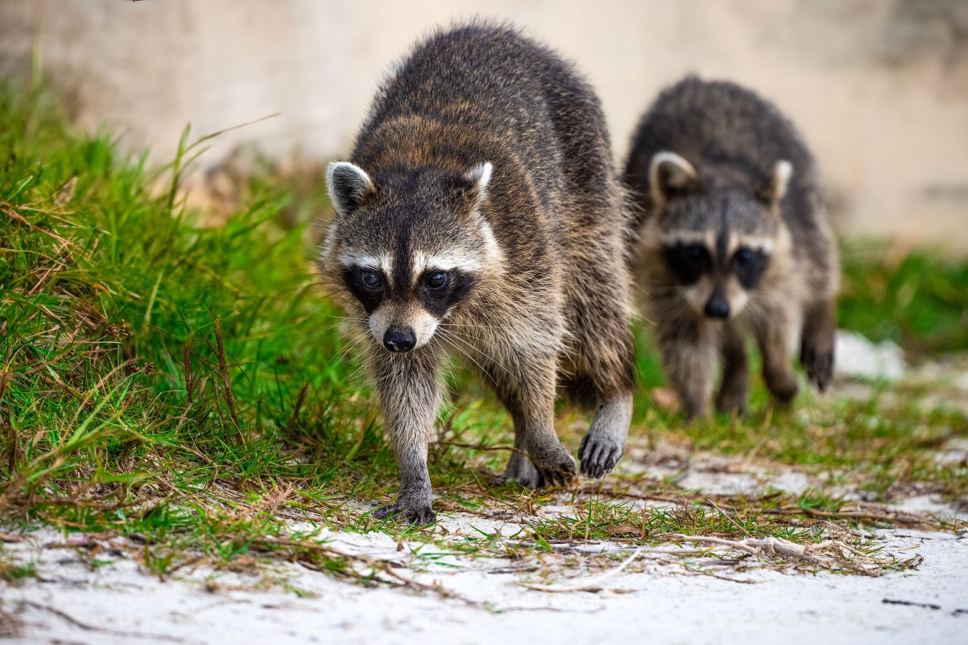 Two raccoons with black mask markings walk along a patch of green grass and sand.