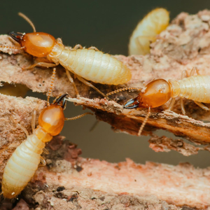 Three worker termites with pale bodies and brownish heads crawling on pieces of wood.