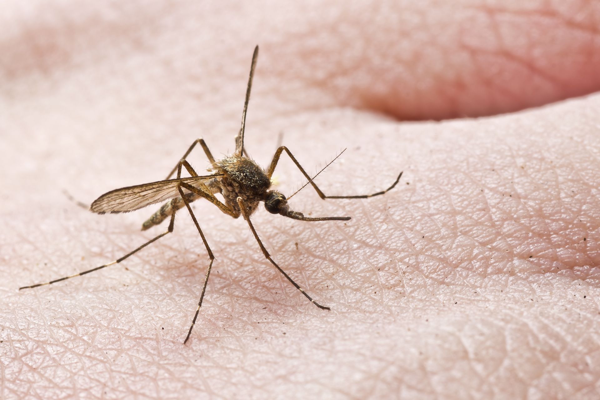 A mosquito perched on human skin.