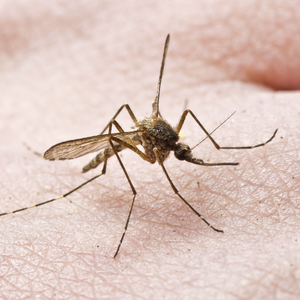 A close-up of a mosquito resting on human skin.