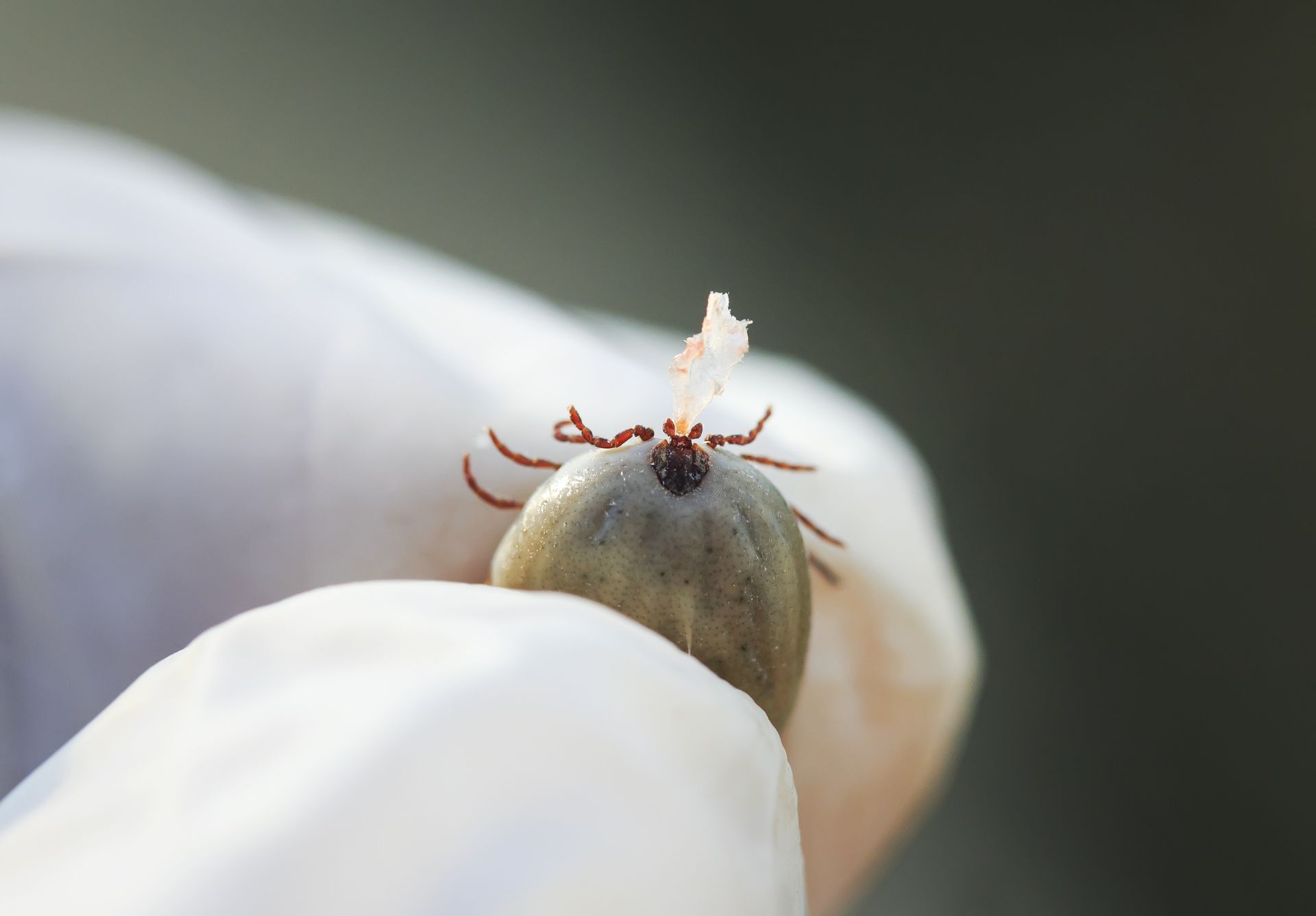 A gloved hand holds a large, engorged tick by its legs.