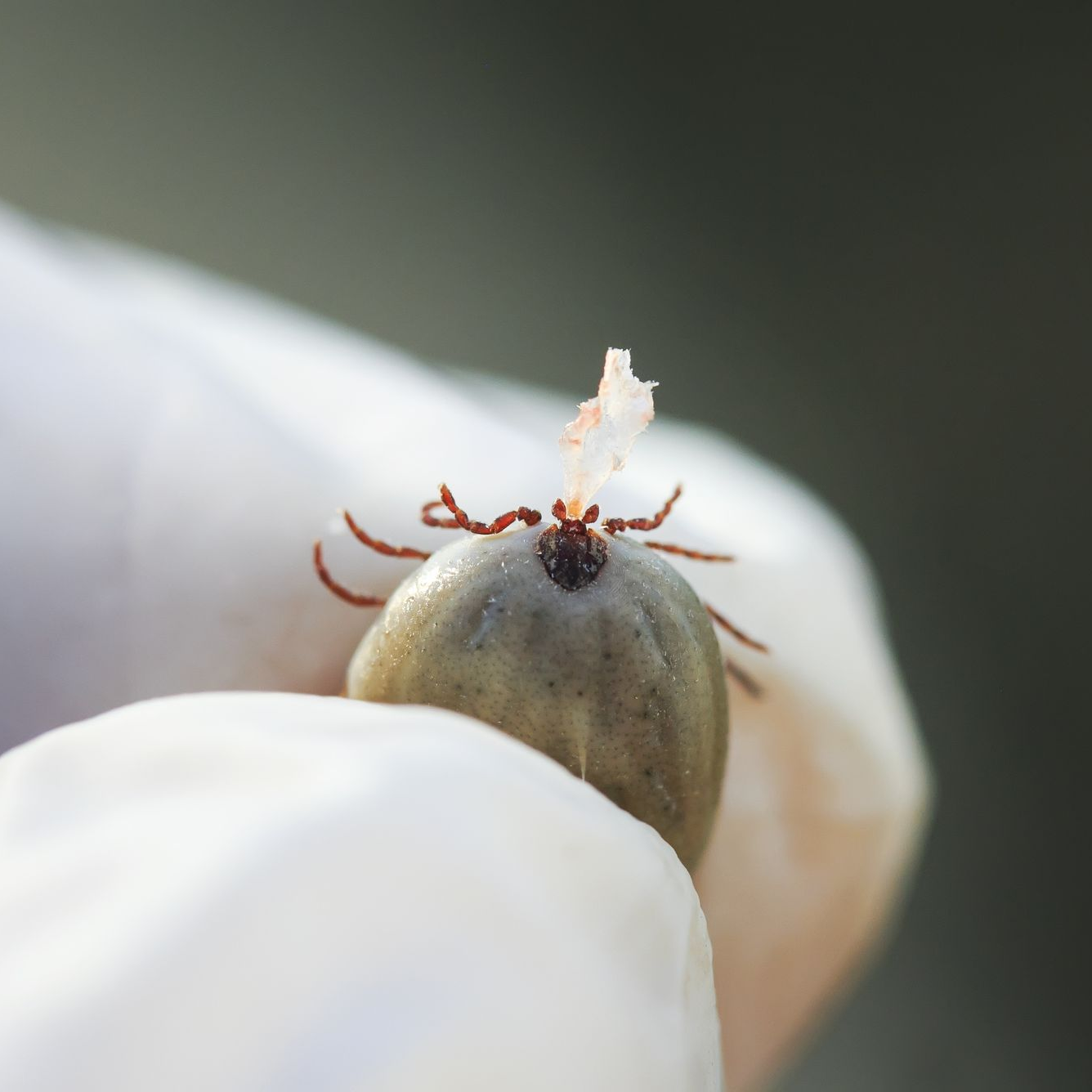 A gloved hand holds a large, engorged tick by its legs.