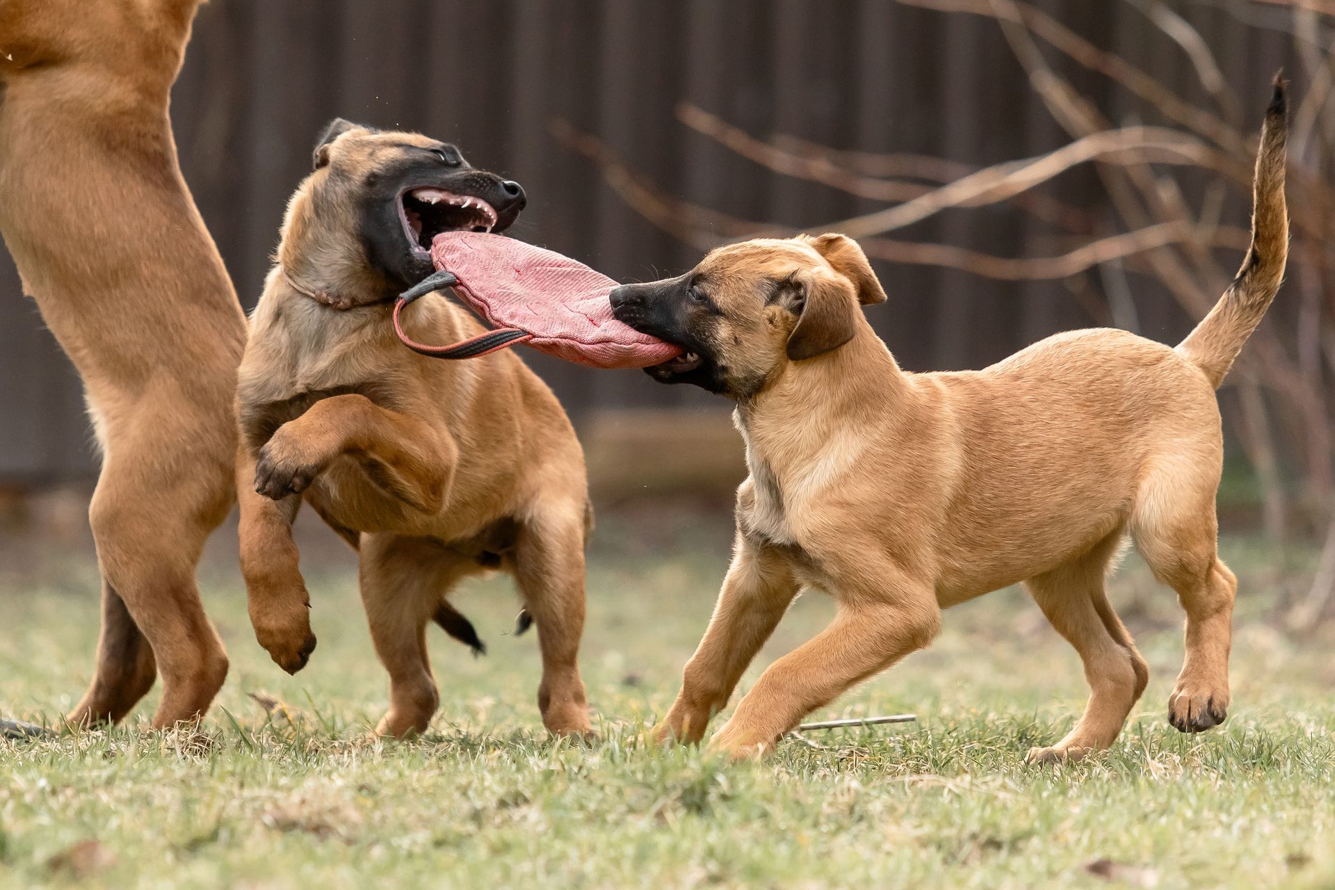 Two brown dogs are playing with a frisbee in the grass.