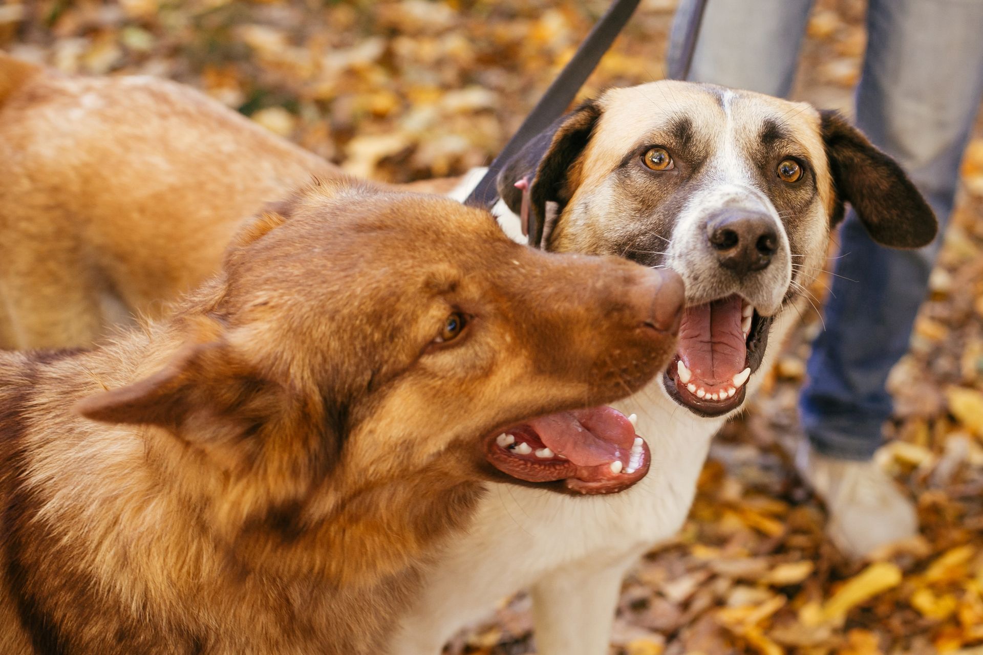Two dogs are standing next to each other on a leash.