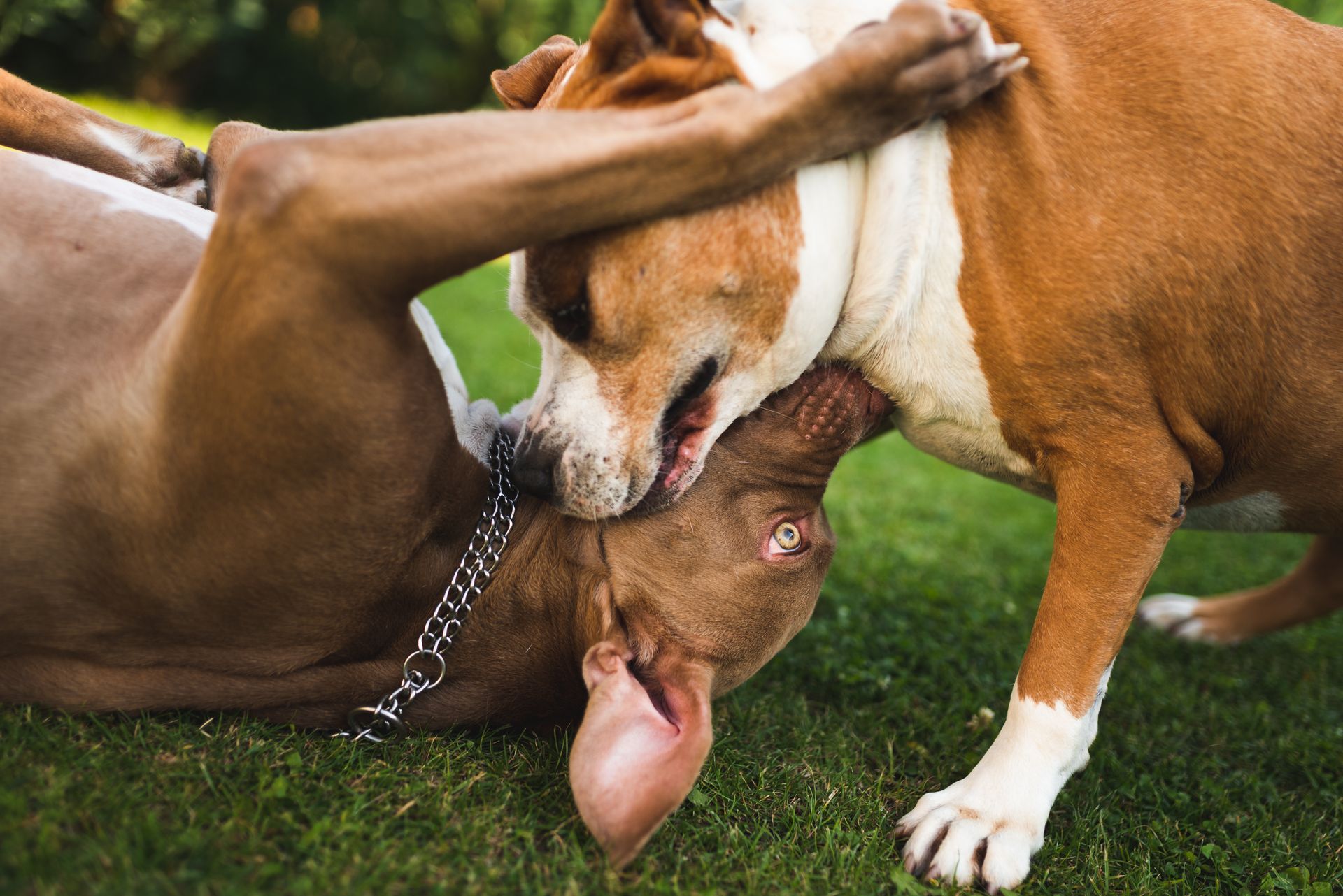 Two dogs are playing with each other on the grass.