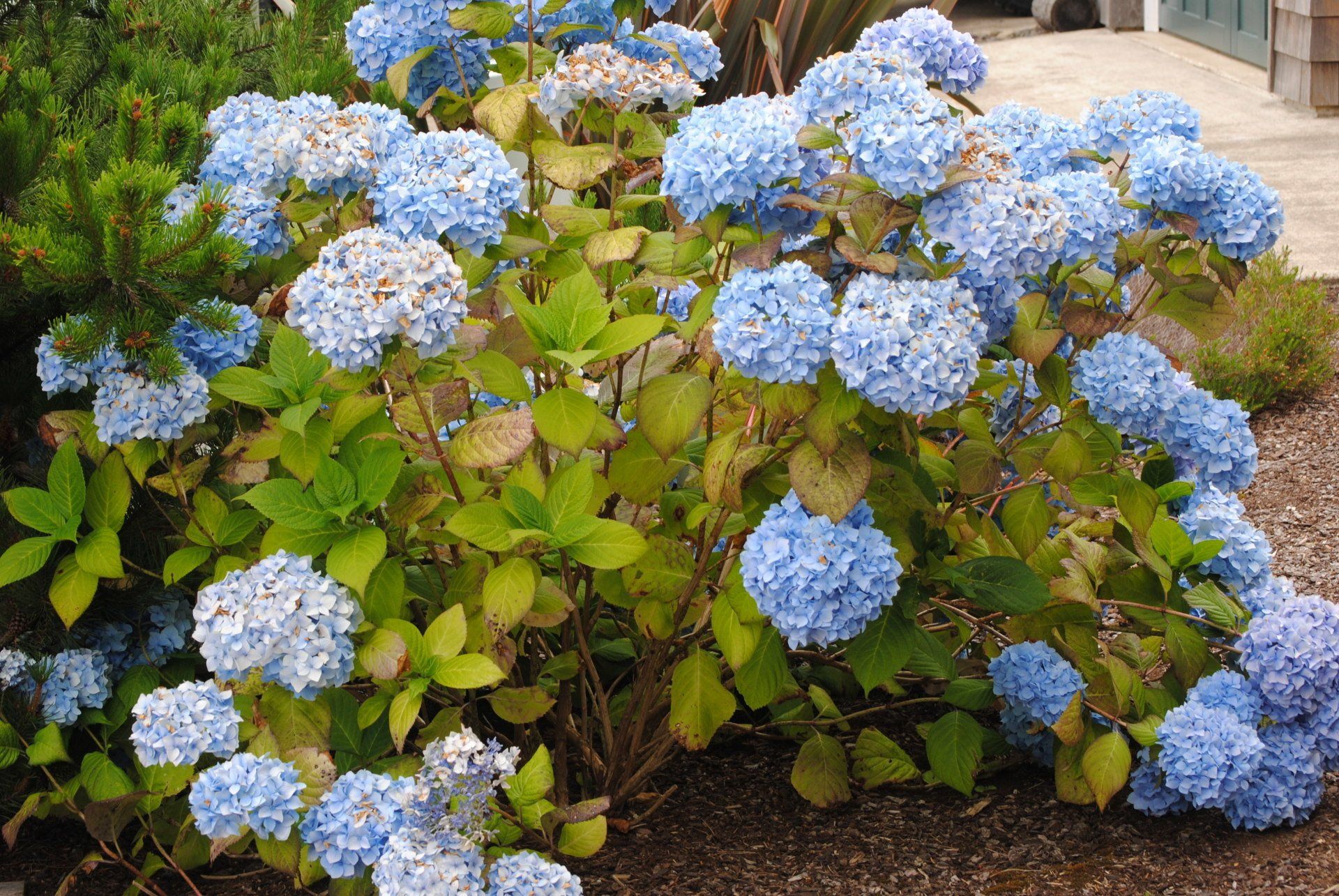 A bush with lots of blue flowers and green leaves