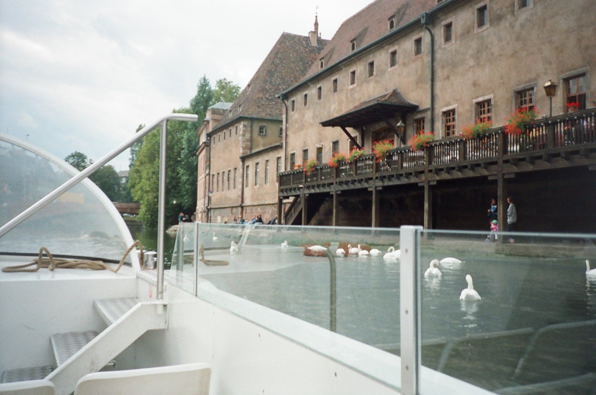 Swans are swimming in a pond in front of a building