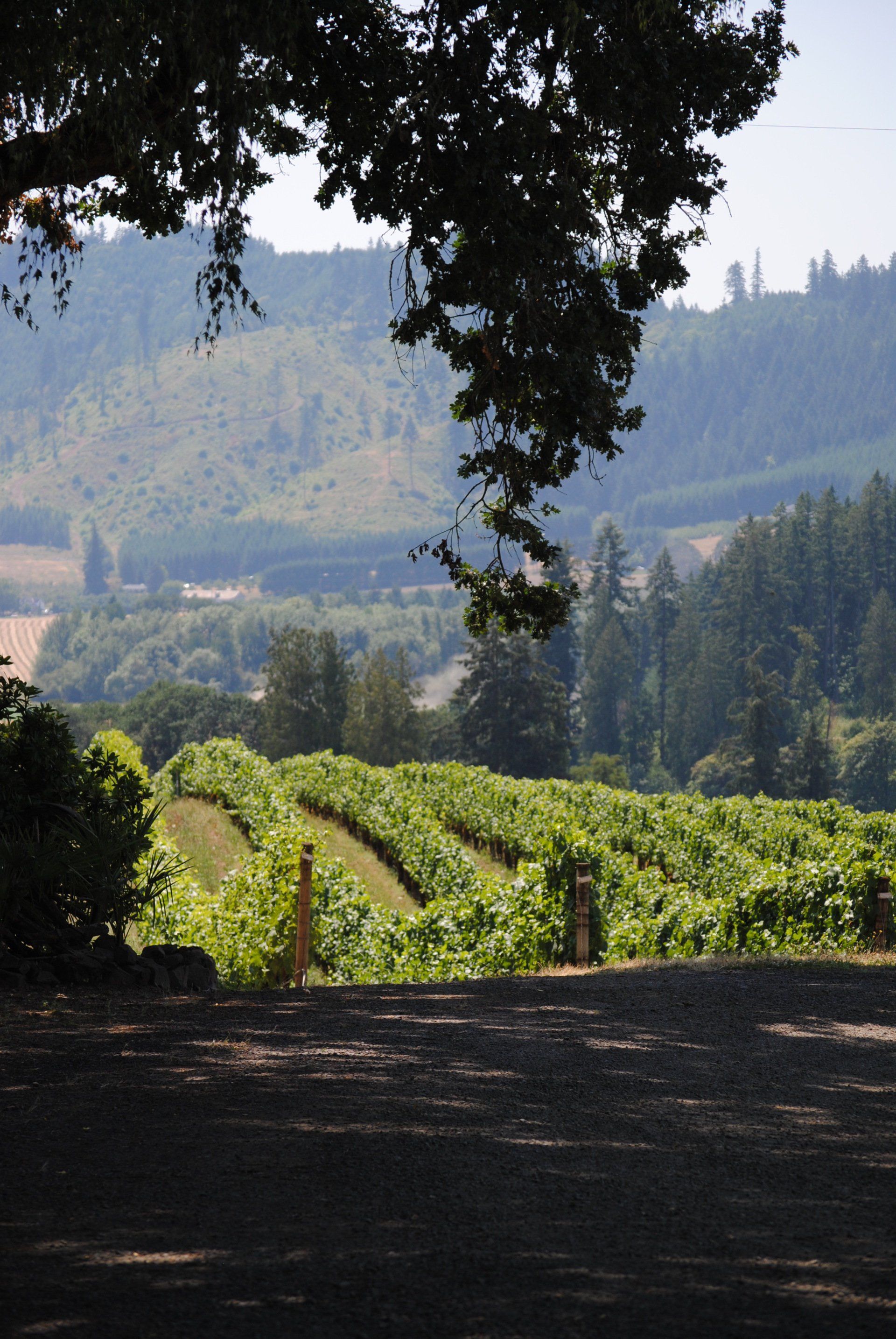 A view of a vineyard with mountains in the background