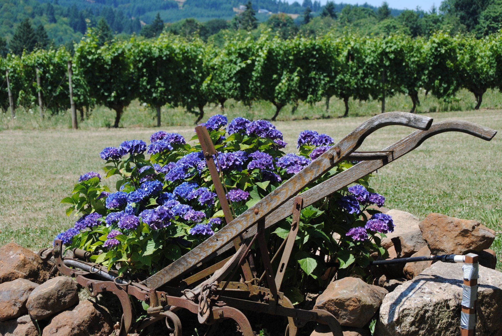 A wheelbarrow with purple flowers in front of a vineyard