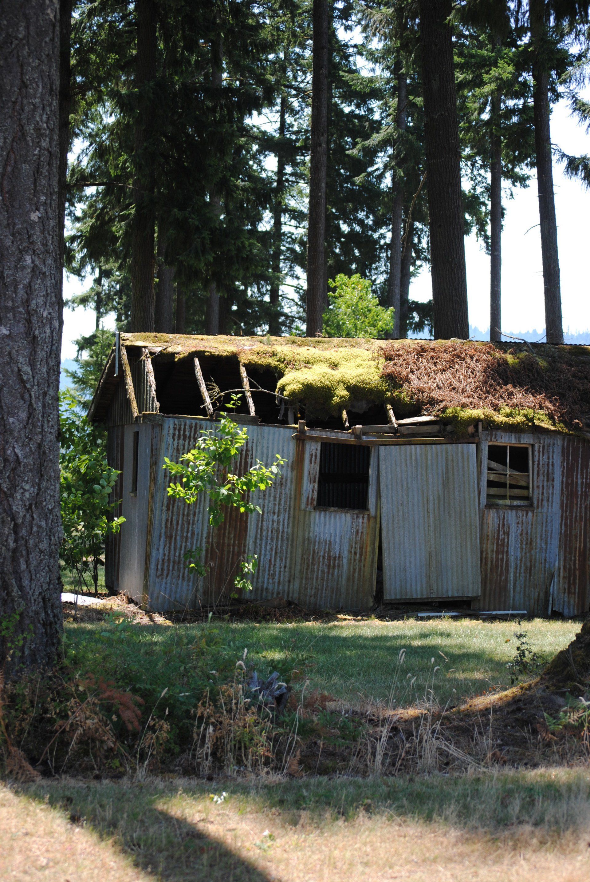 A shed in the middle of a forest with moss on the roof