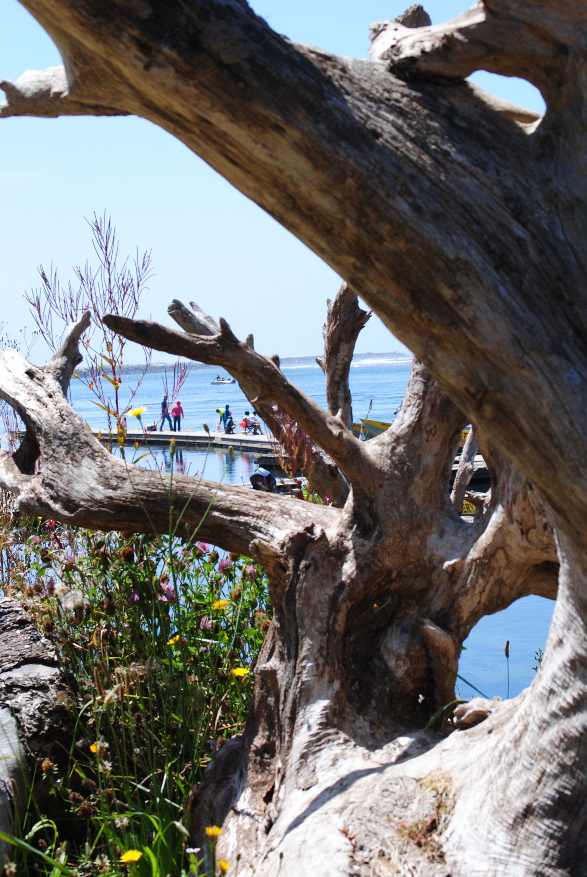 A tree trunk with a view of a body of water in the background