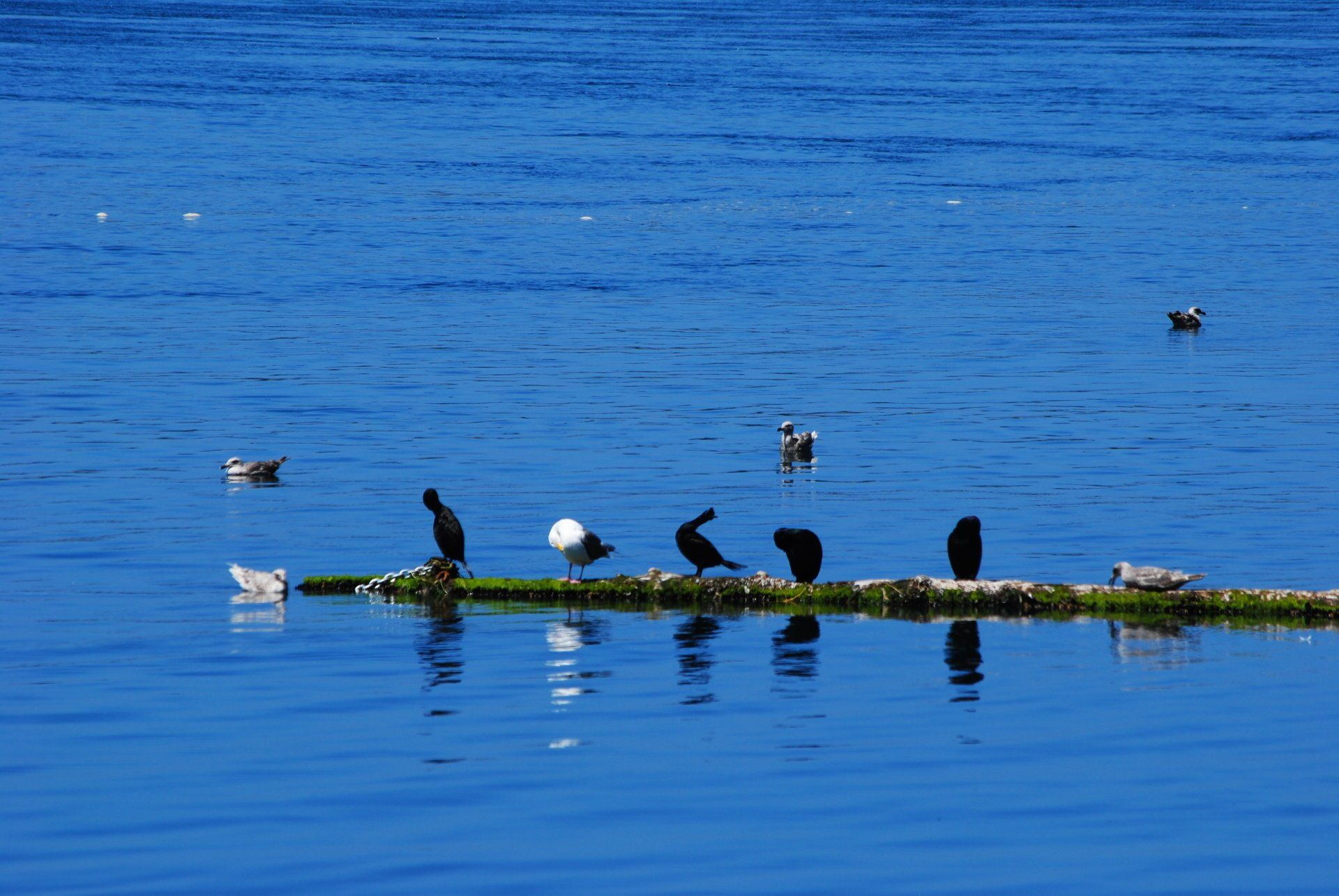 A group of birds are sitting on a log in the water.