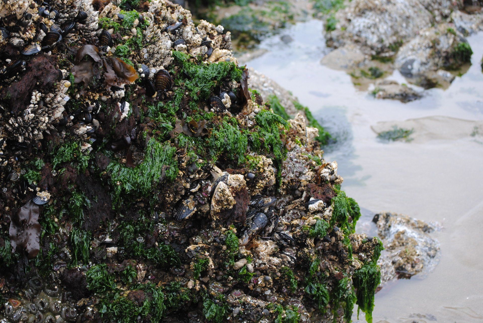 A pile of rocks covered in algae and mussels on a beach.